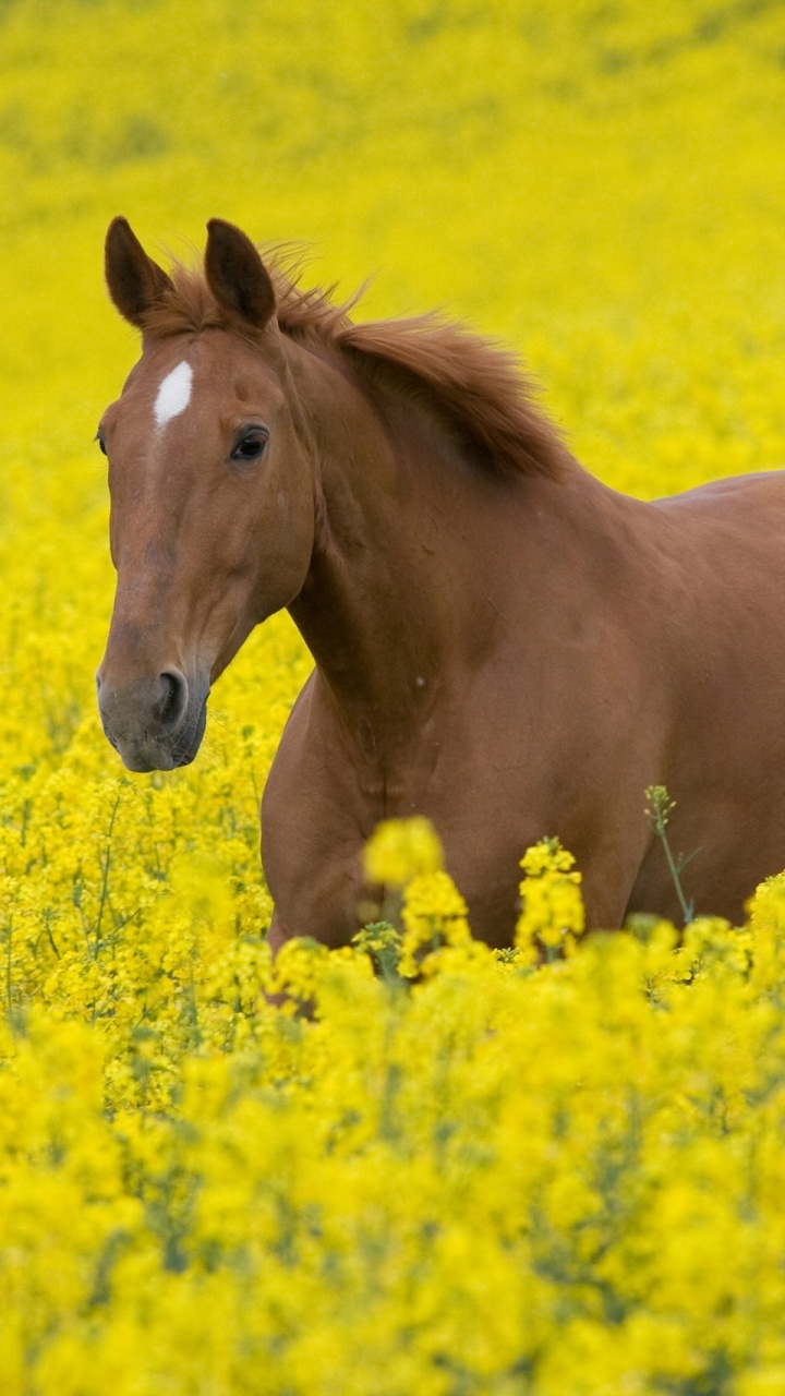 Caballo Marrón en el Campo de Flores Amarillas Durante el Día. Wallpaper in 720x1280 Resolution