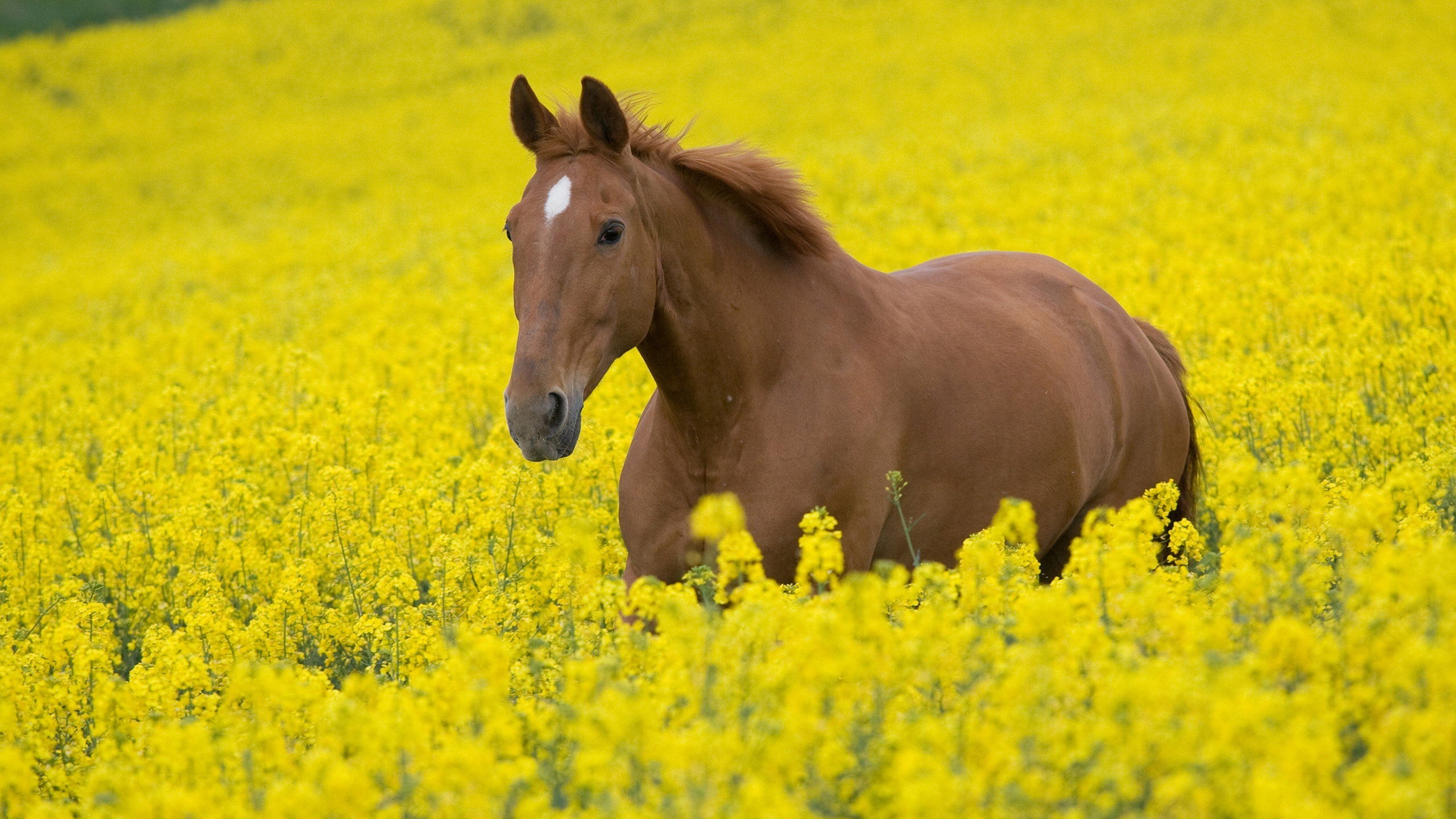 Brown Horse on Yellow Flower Field During Daytime. Wallpaper in 2560x1440 Resolution