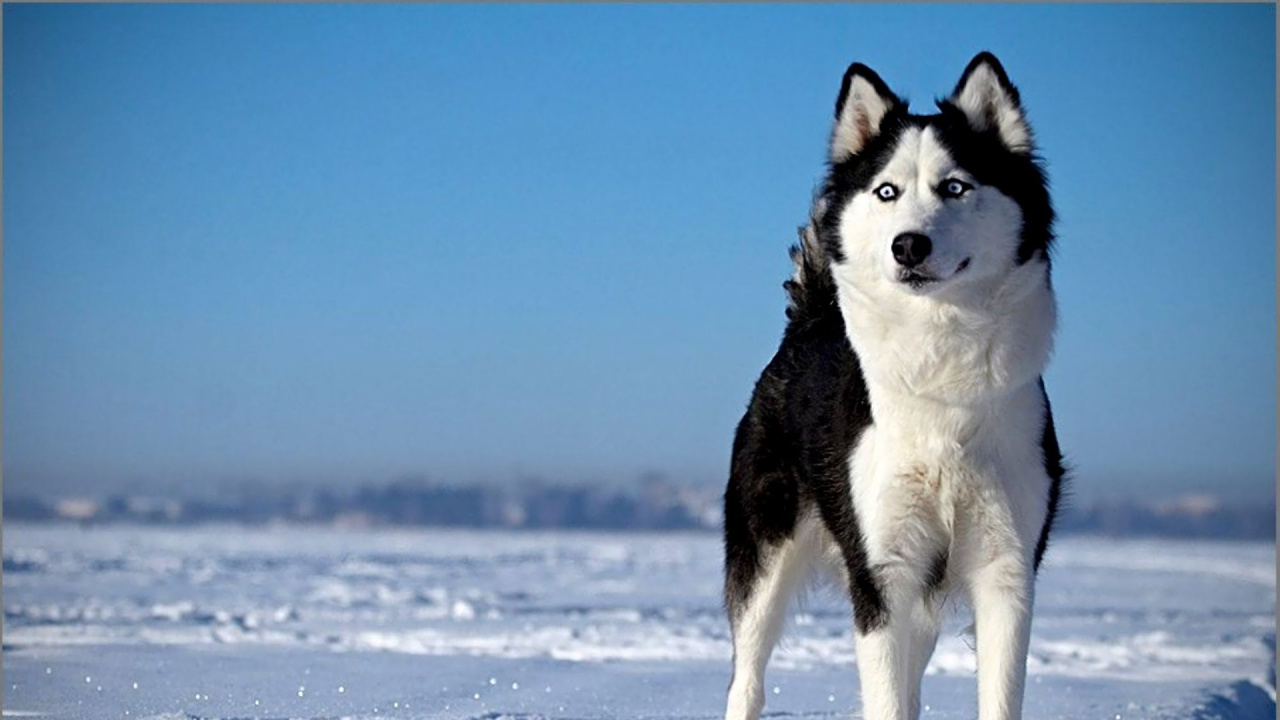 Husky Sibérien Blanc et Noir Sur un Sol Couvert de Neige Pendant la Journée. Wallpaper in 1280x720 Resolution