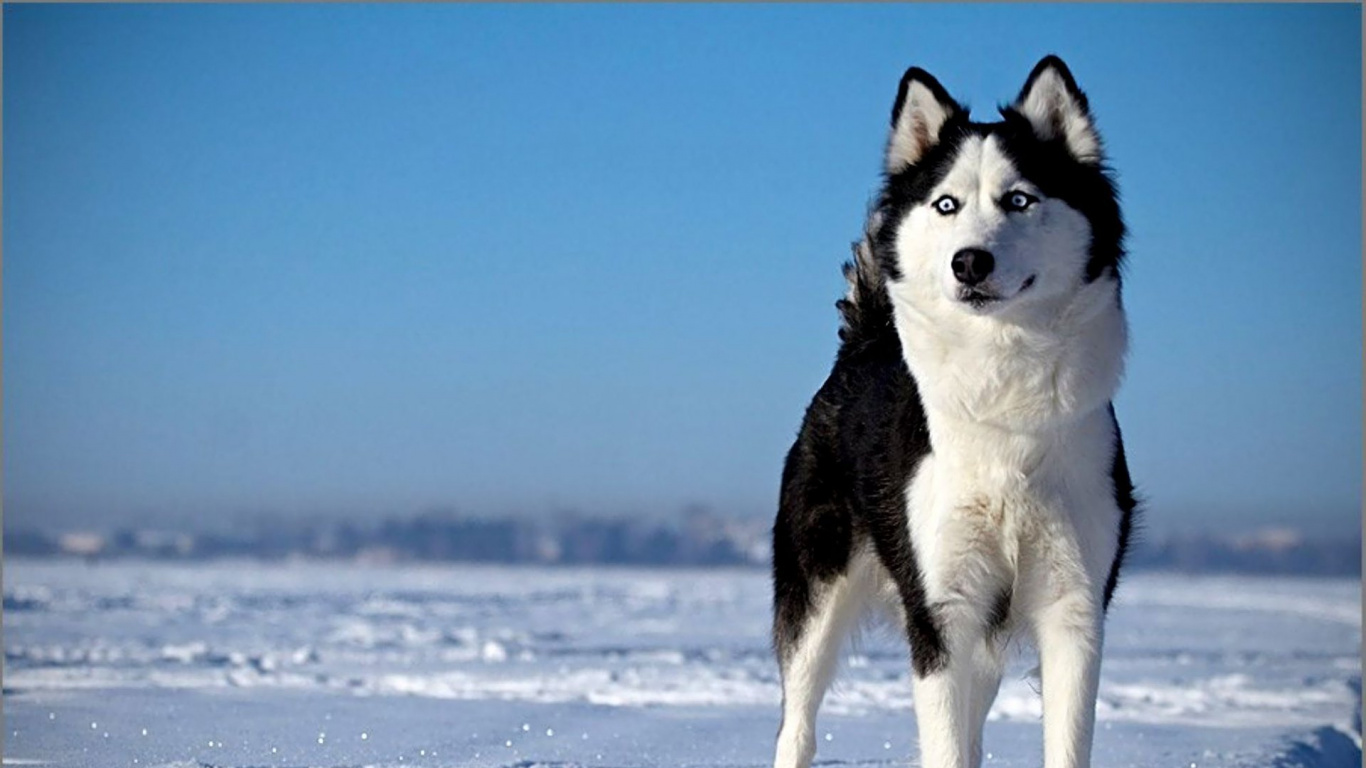 Husky Sibérien Blanc et Noir Sur un Sol Couvert de Neige Pendant la Journée. Wallpaper in 1366x768 Resolution