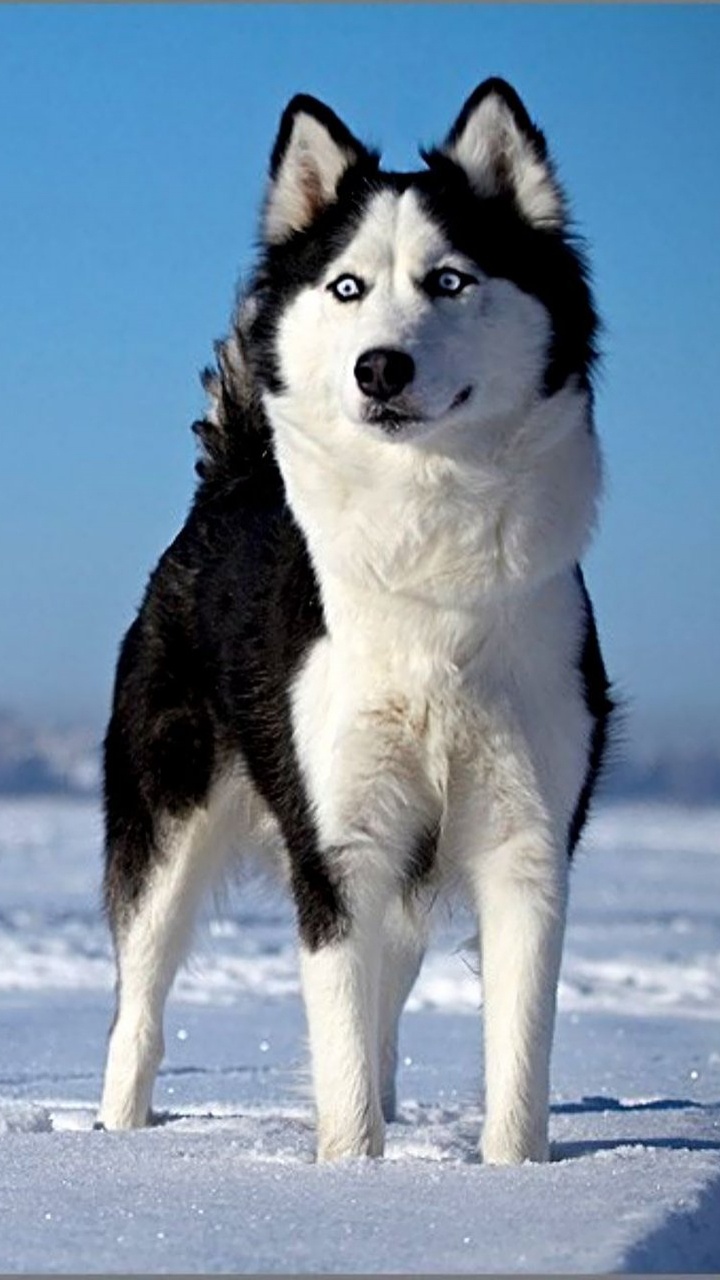 Husky Sibérien Blanc et Noir Sur un Sol Couvert de Neige Pendant la Journée. Wallpaper in 720x1280 Resolution