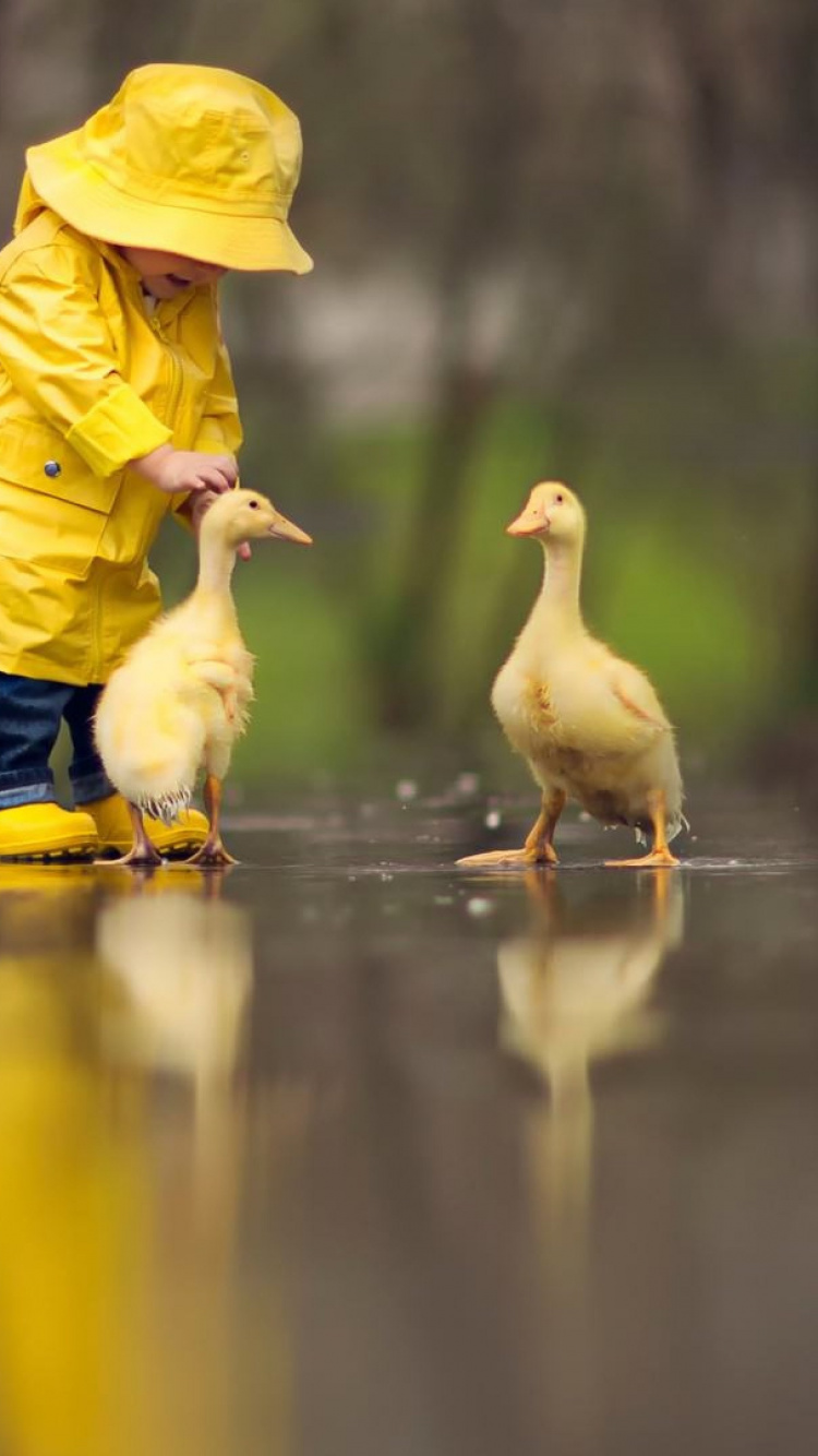 Ente, Wasser, Vogel, Wasserressourcen, Spielzeug. Wallpaper in 750x1334 Resolution