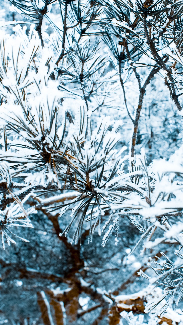 Branche D'arbre Brune Recouverte de Neige. Wallpaper in 720x1280 Resolution