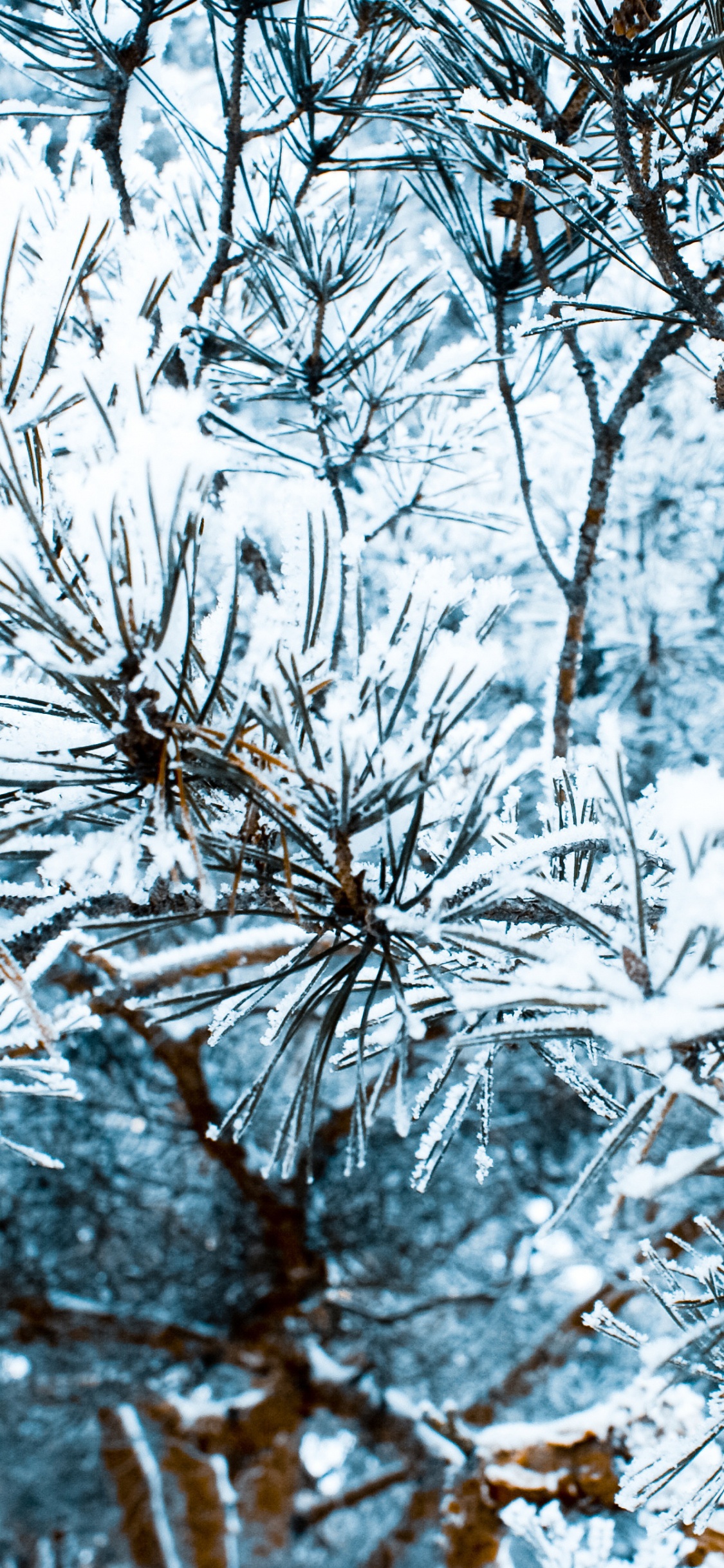 Brown Tree Branch Covered With Snow. Wallpaper in 1125x2436 Resolution