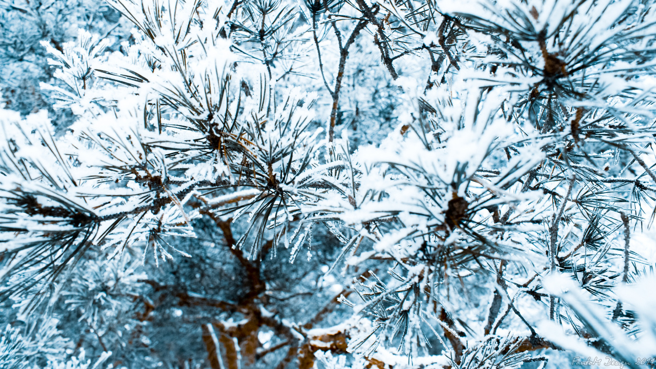 Brown Tree Branch Covered With Snow. Wallpaper in 1280x720 Resolution