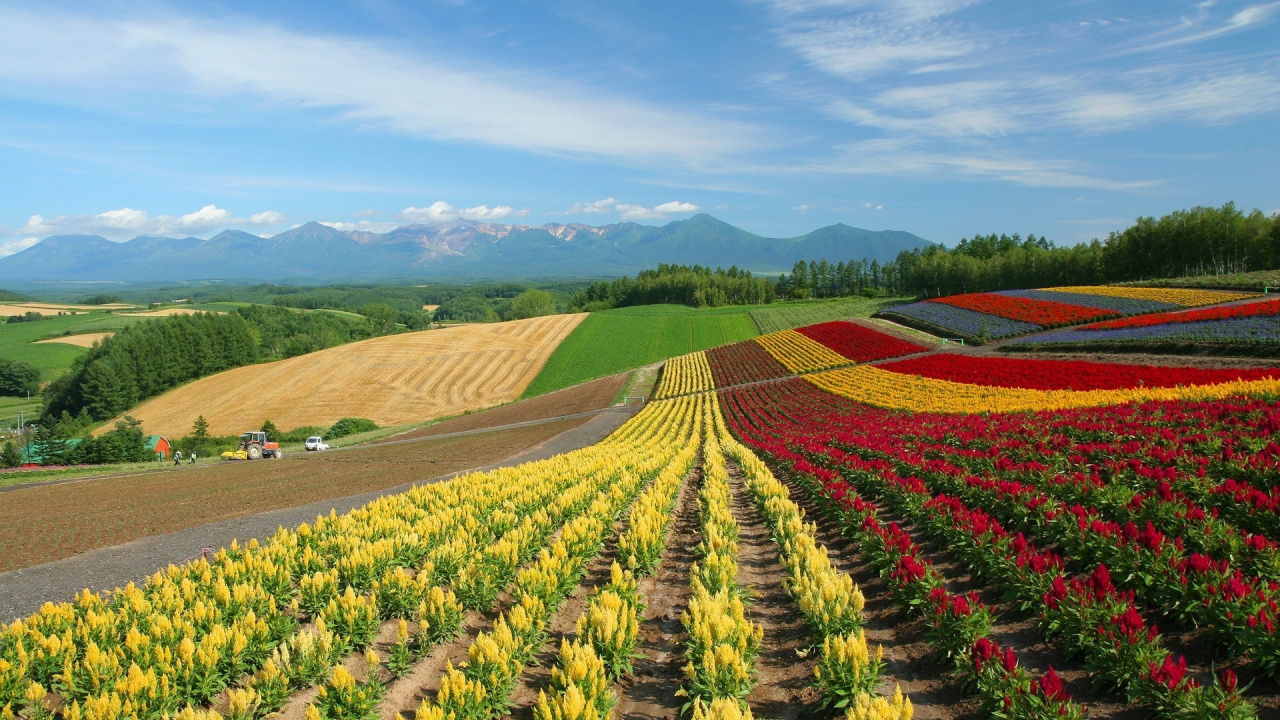Campo de Flores Rojas, Amarillas y Verdes Durante el Día. Wallpaper in 1280x720 Resolution