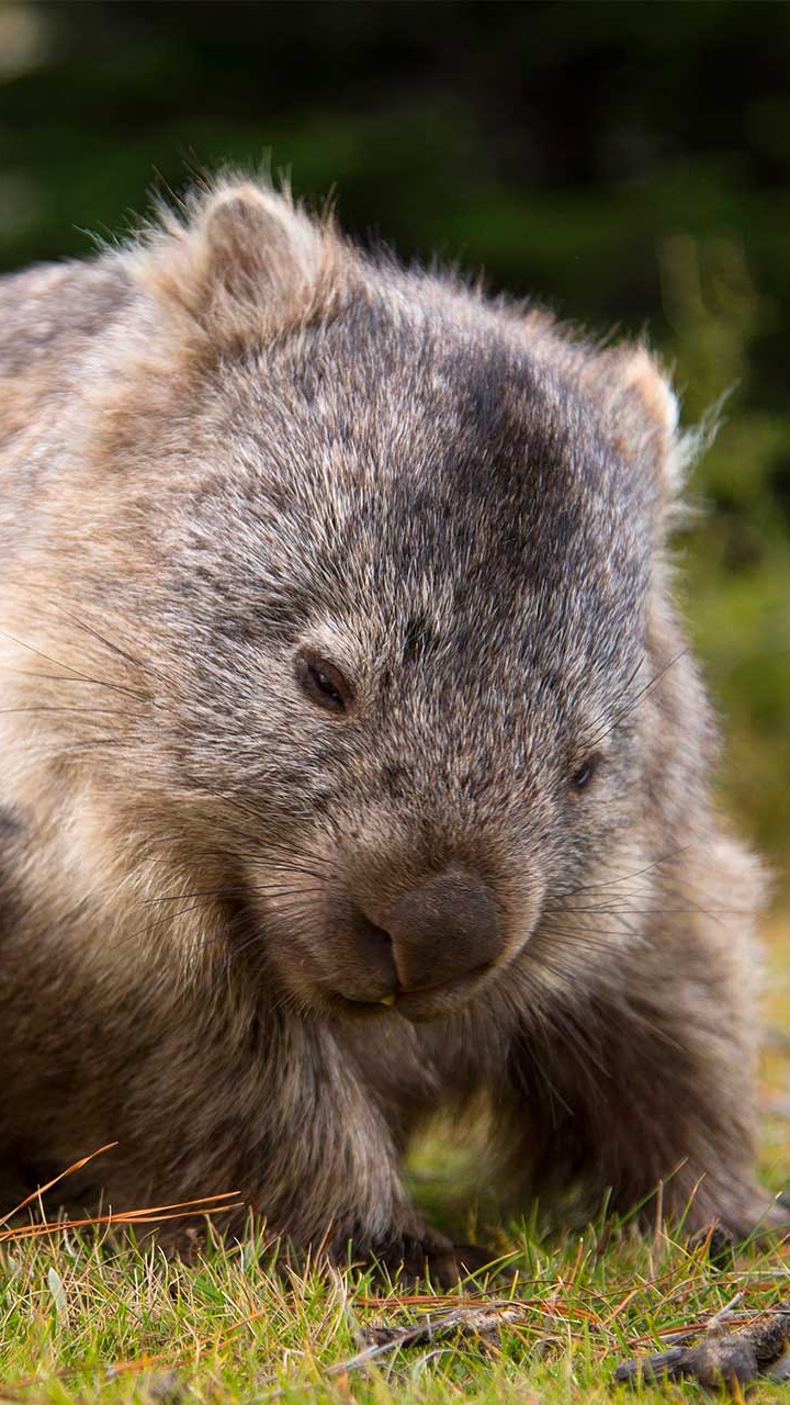 Animal Brun et Gris Sur L'herbe Verte Pendant la Journée. Wallpaper in 720x1280 Resolution
