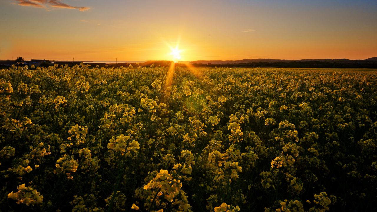 Champ de Fleurs Jaunes au Coucher du Soleil. Wallpaper in 1280x720 Resolution