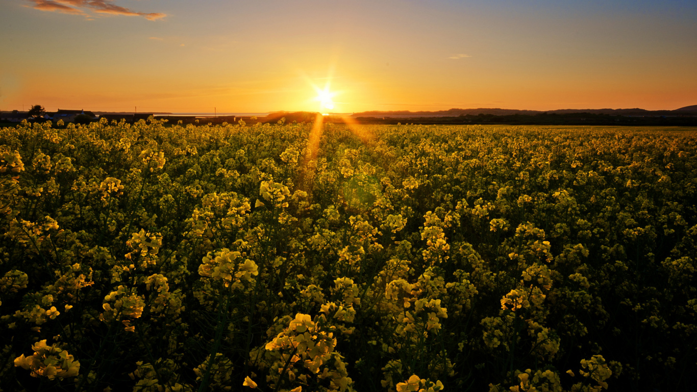 Champ de Fleurs Jaunes au Coucher du Soleil. Wallpaper in 1366x768 Resolution