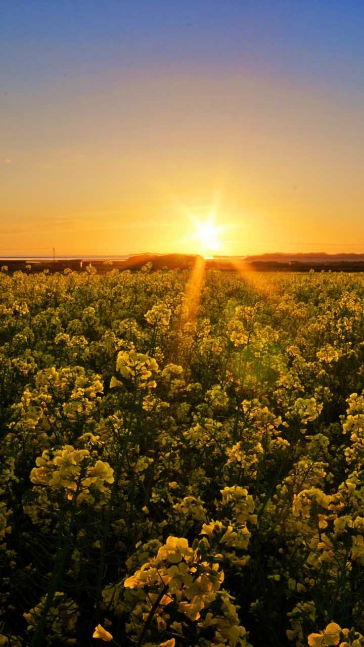 Champ de Fleurs Jaunes au Coucher du Soleil. Wallpaper in 720x1280 Resolution