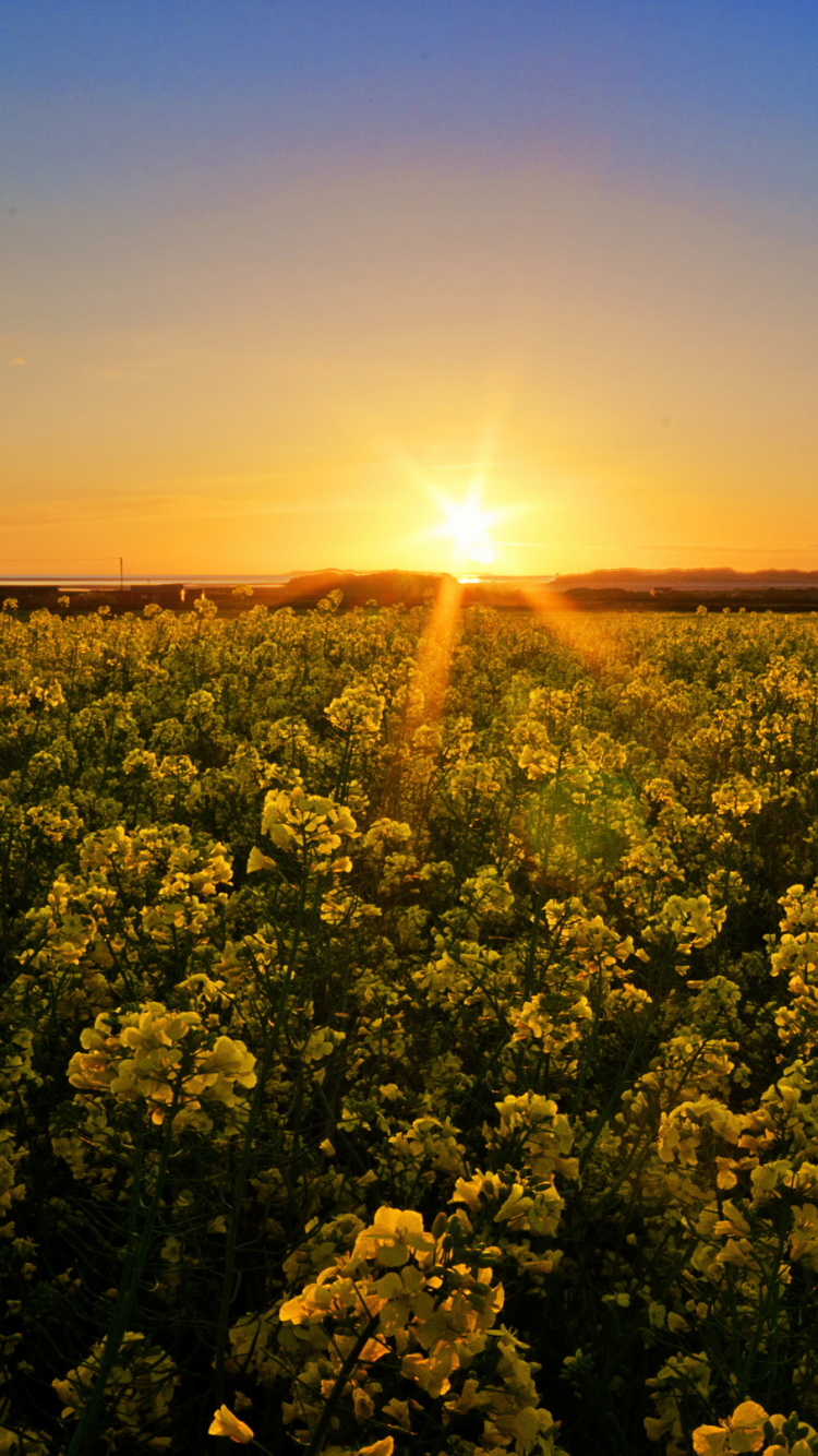 Champ de Fleurs Jaunes au Coucher du Soleil. Wallpaper in 750x1334 Resolution