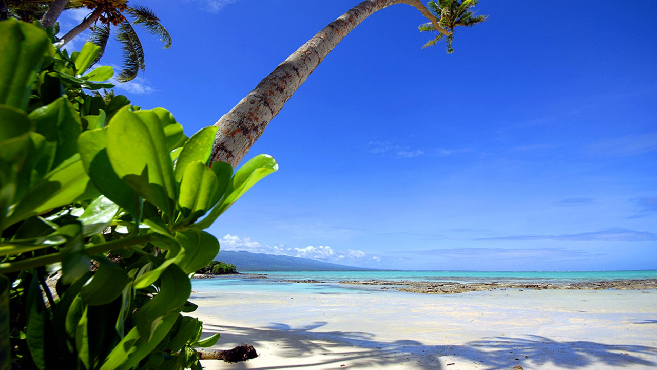 Bananier Vert Sur le Rivage de la Plage Pendant la Journée. Wallpaper in 1280x720 Resolution