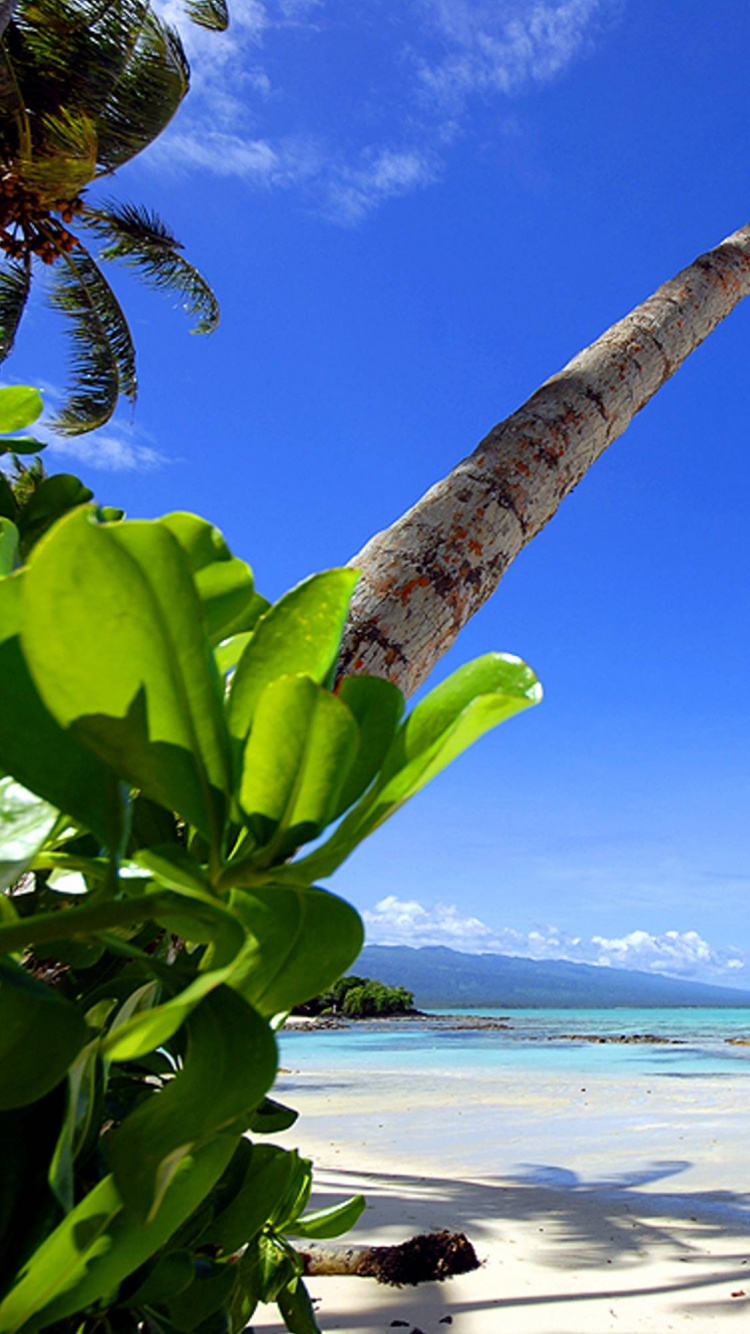Green Banana Tree on Beach Shore During Daytime. Wallpaper in 750x1334 Resolution