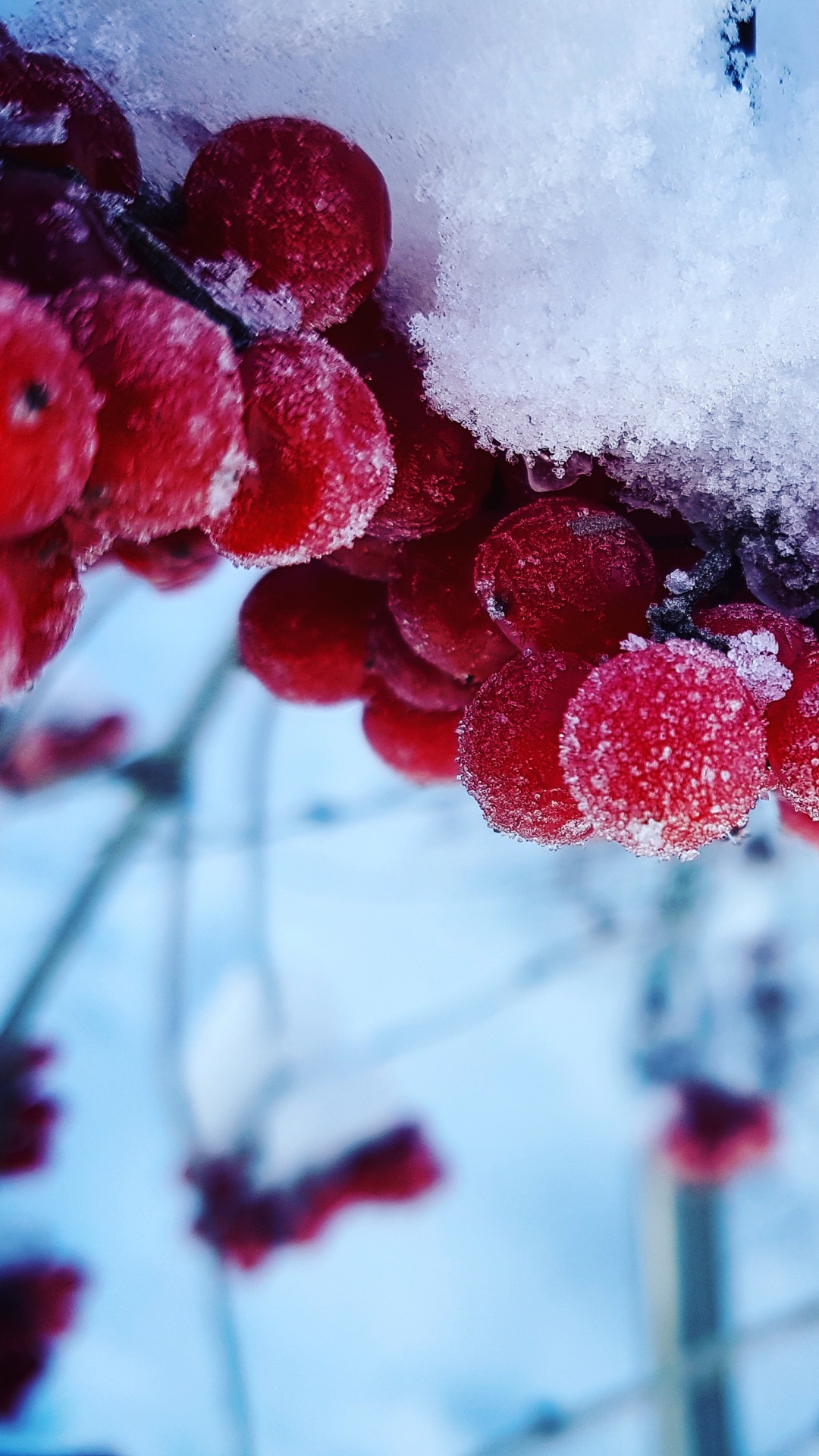 Red Round Fruits Covered With Snow. Wallpaper in 1080x1920 Resolution