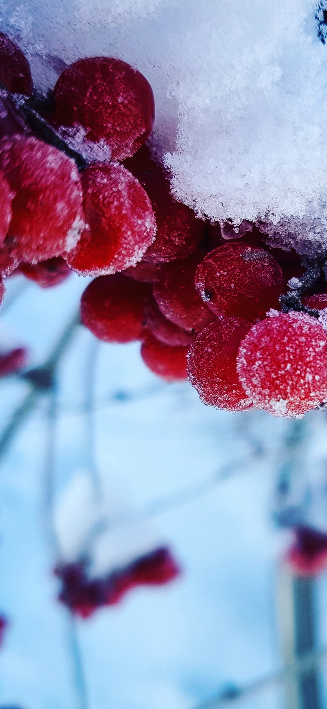 Red Round Fruits Covered With Snow. Wallpaper in 1125x2436 Resolution