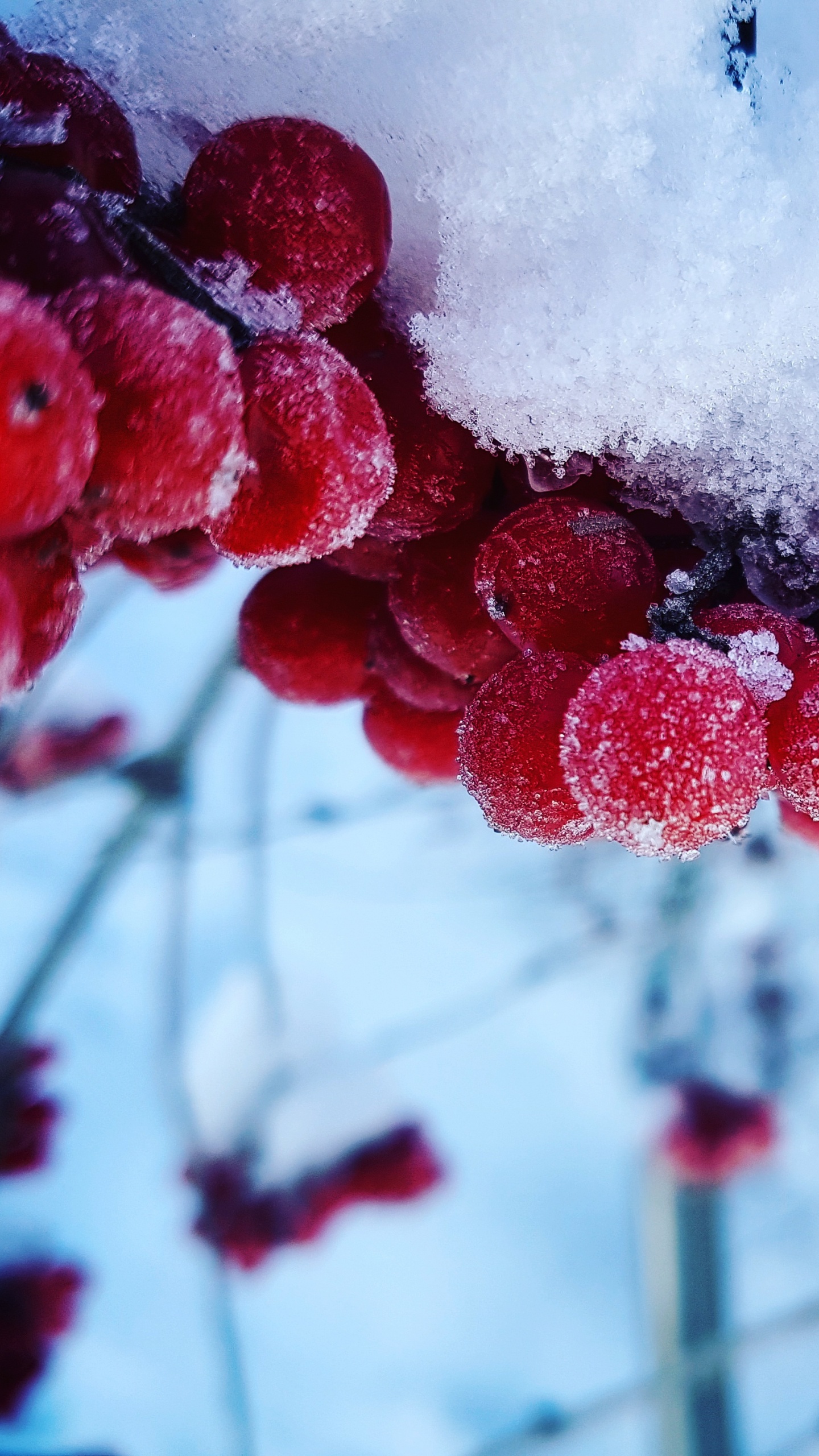 Red Round Fruits Covered With Snow. Wallpaper in 1440x2560 Resolution