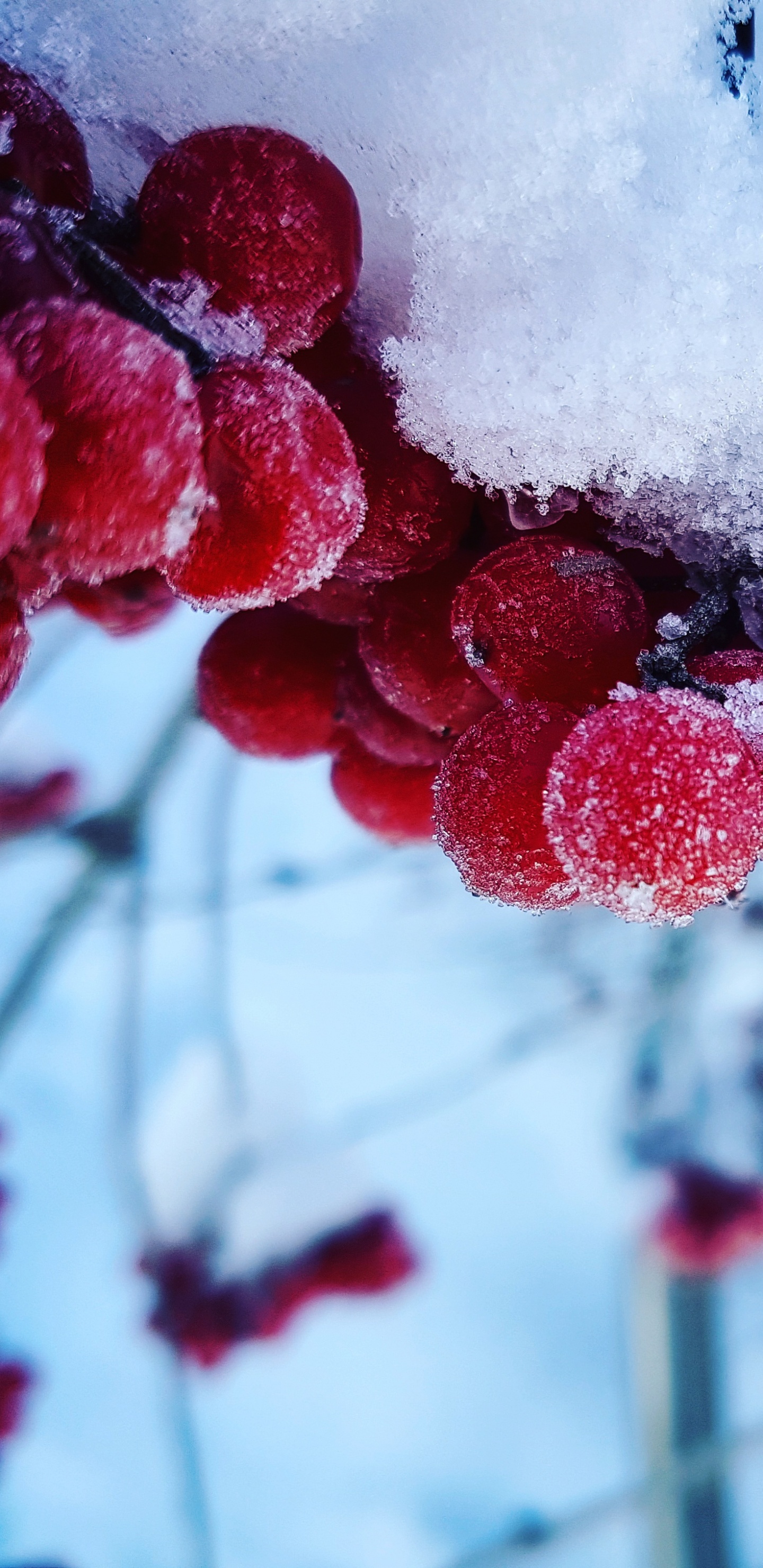 Red Round Fruits Covered With Snow. Wallpaper in 1440x2960 Resolution