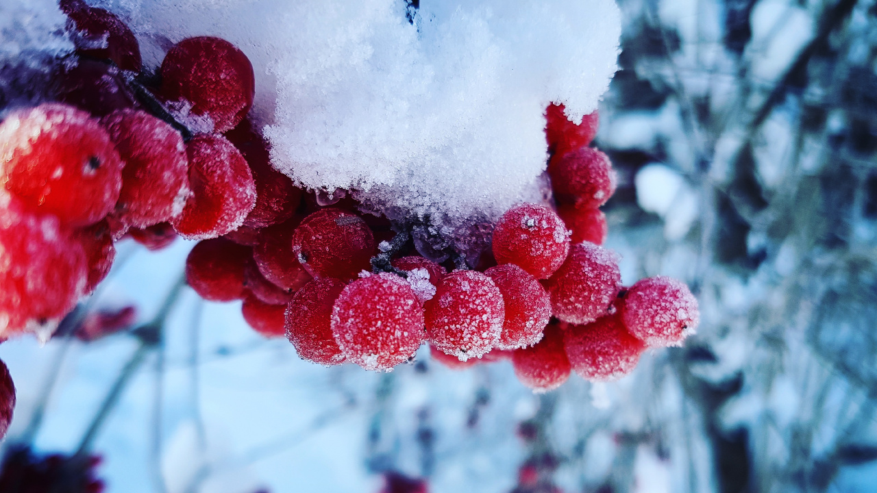 Fruits Ronds Rouges Recouverts de Neige. Wallpaper in 1280x720 Resolution