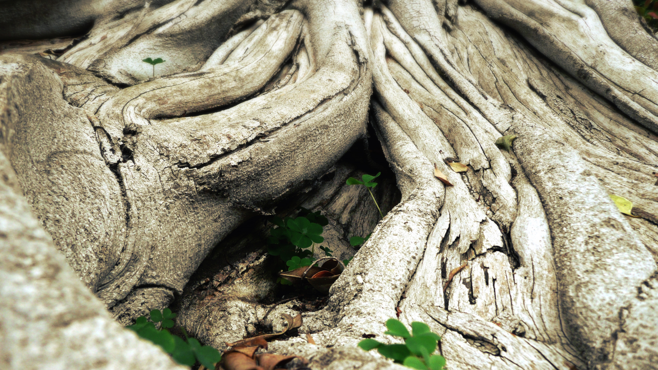 Brown and Gray Wood Log. Wallpaper in 2560x1440 Resolution
