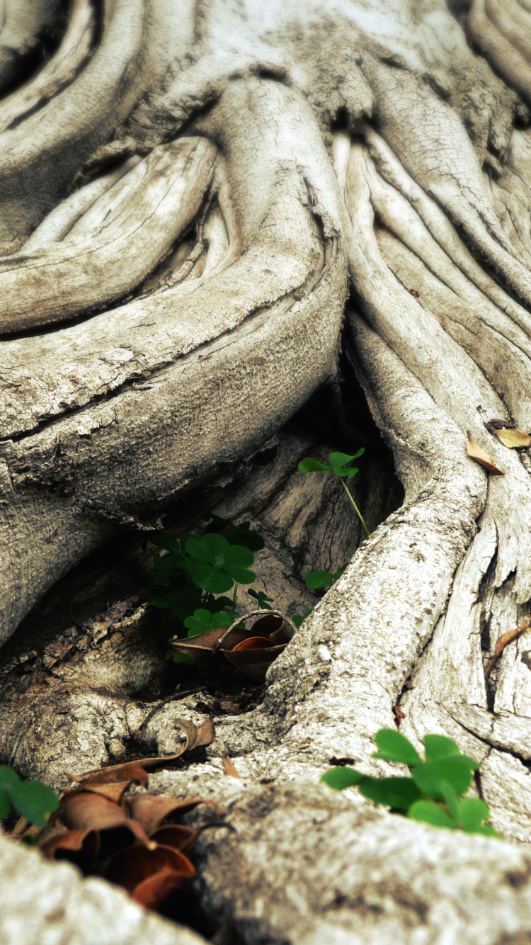 Brown and Gray Wood Log. Wallpaper in 750x1334 Resolution