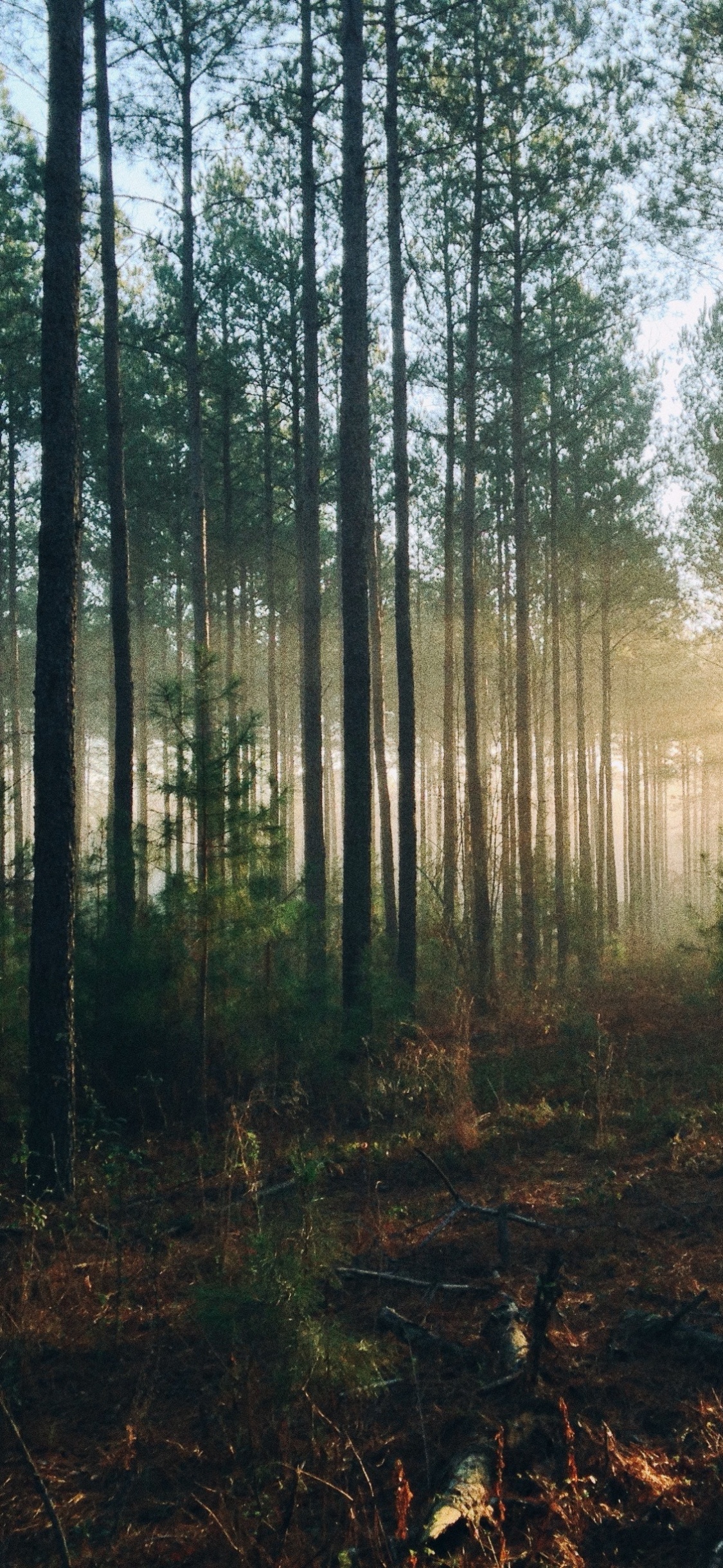 Green Trees on Brown Soil. Wallpaper in 1125x2436 Resolution