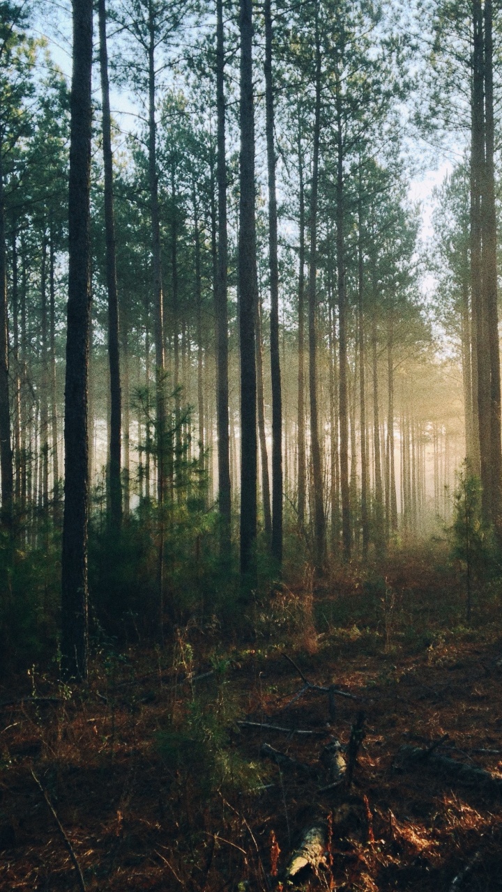 Green Trees on Brown Soil. Wallpaper in 720x1280 Resolution