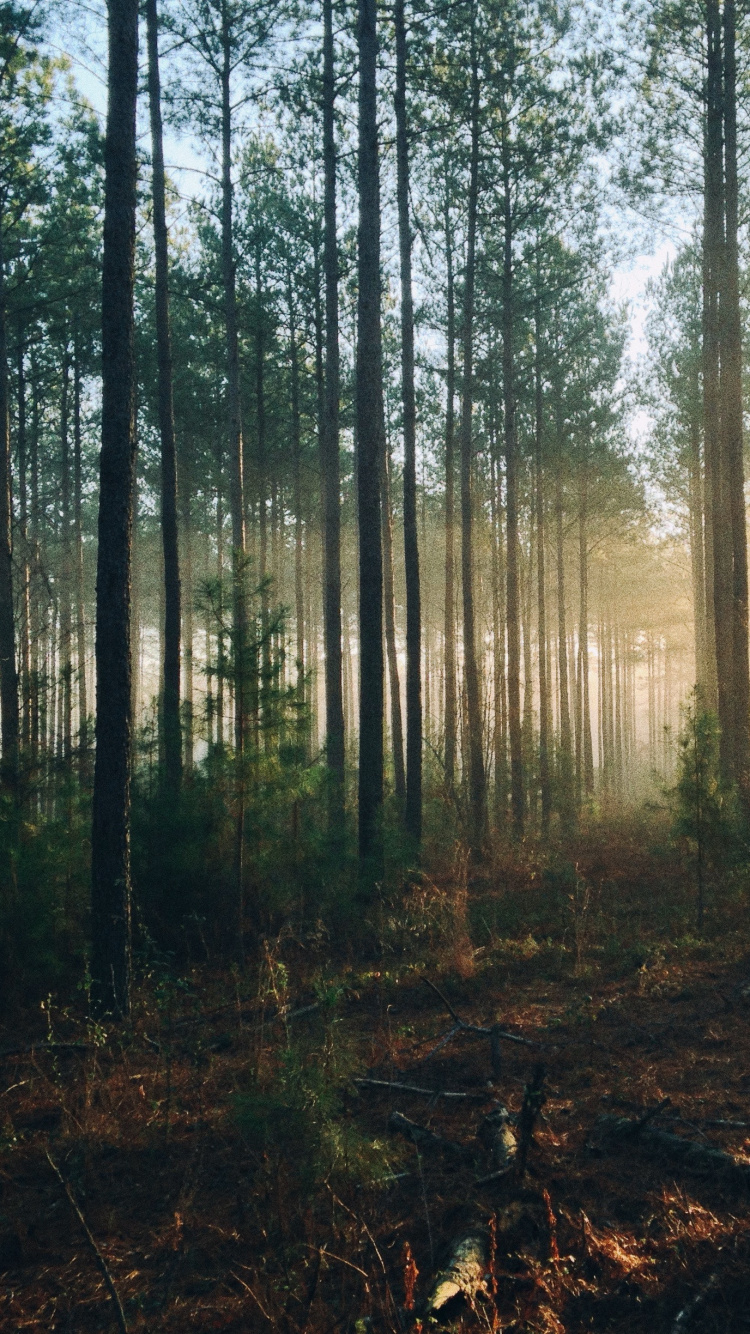 Green Trees on Brown Soil. Wallpaper in 750x1334 Resolution