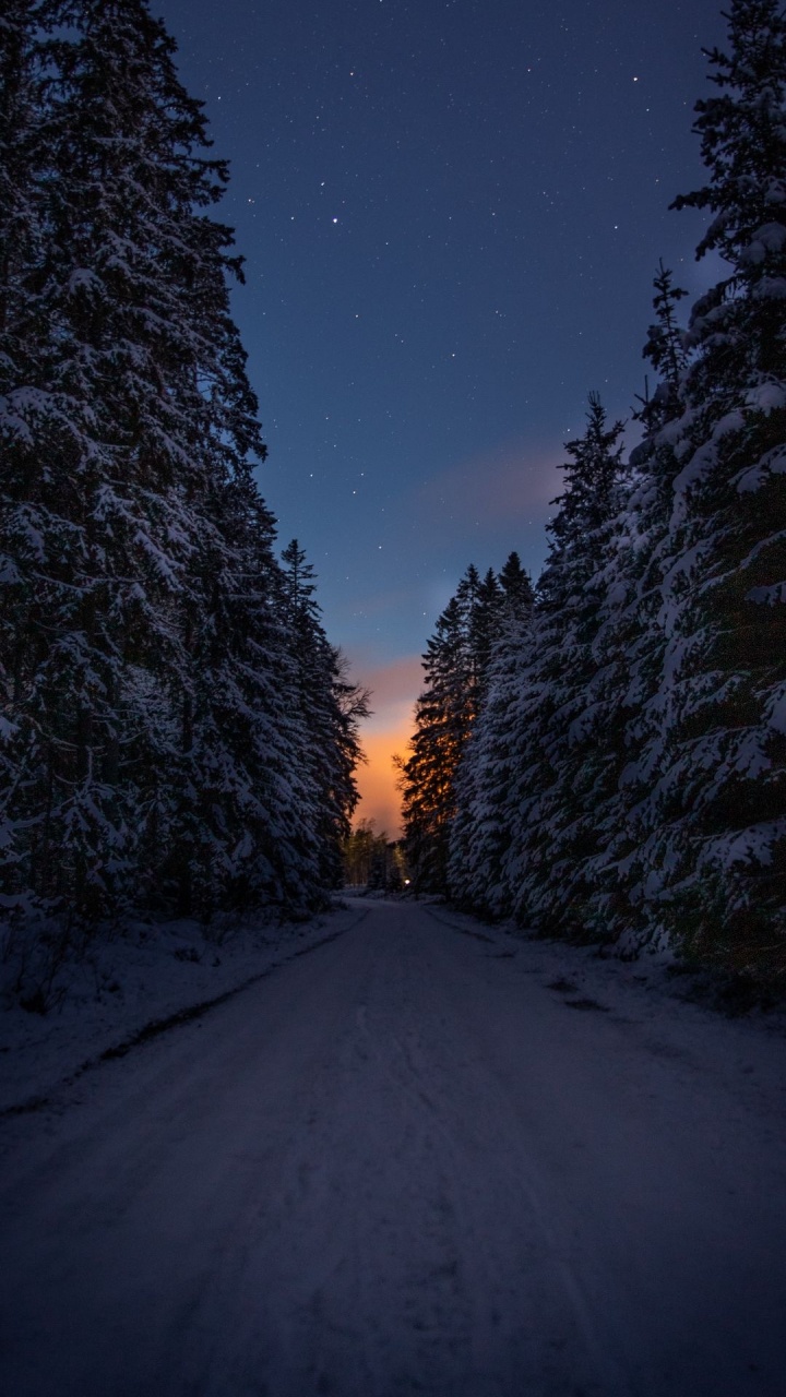 气氛, 性质, 自然景观, 落叶松 壁纸 720x1280 允许