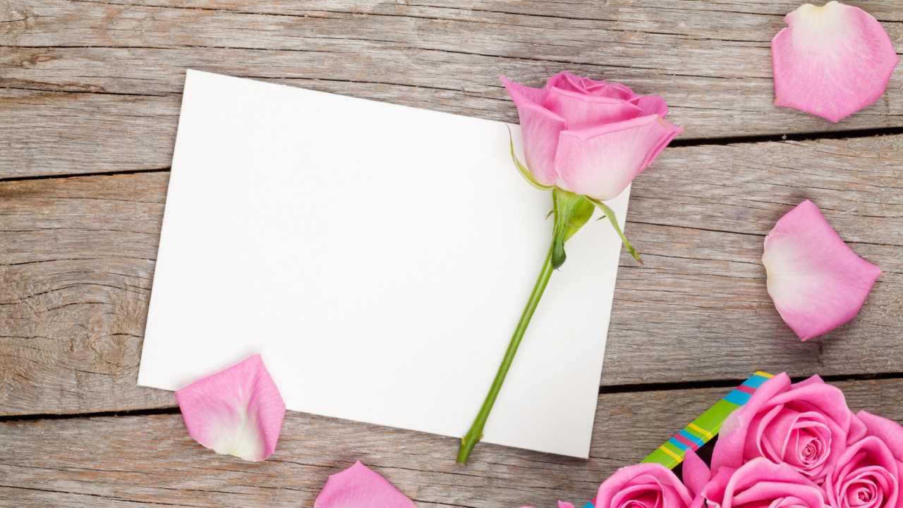 Pink Rose on White Printer Paper. Wallpaper in 1280x720 Resolution