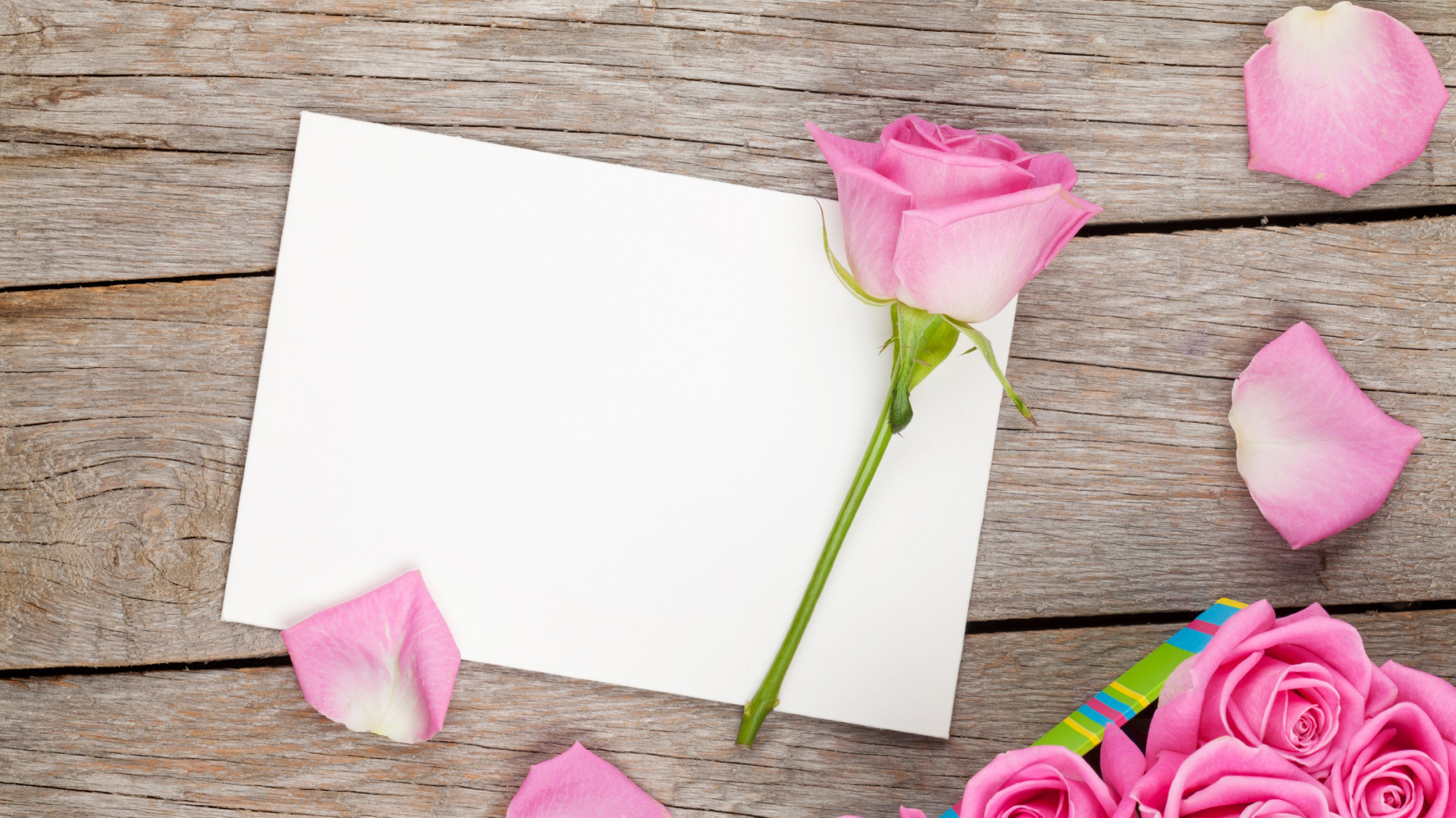 Pink Rose on White Printer Paper. Wallpaper in 2560x1440 Resolution