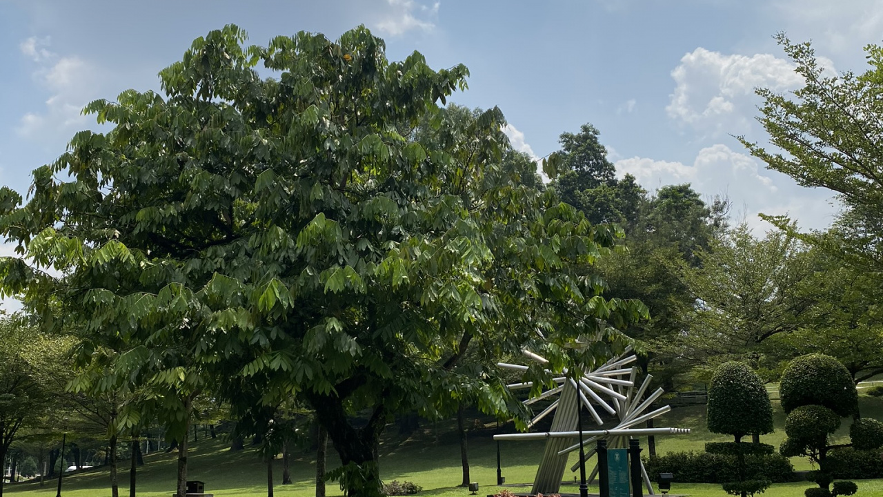 Cloud, Baum, Park, Garden, Cumulus. Wallpaper in 1280x720 Resolution