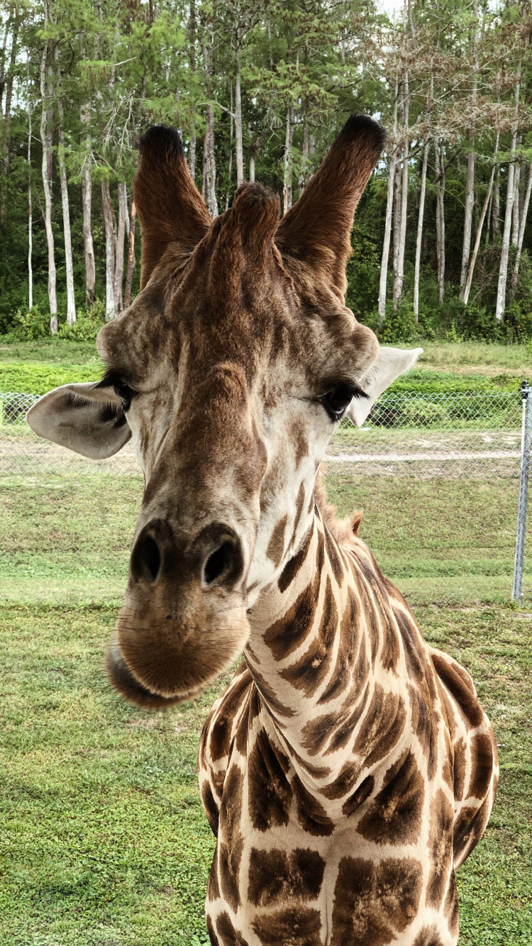 Girafe, Pour Les Animaux Terrestres, Sciences, Biologie, Nature. Wallpaper in 750x1334 Resolution