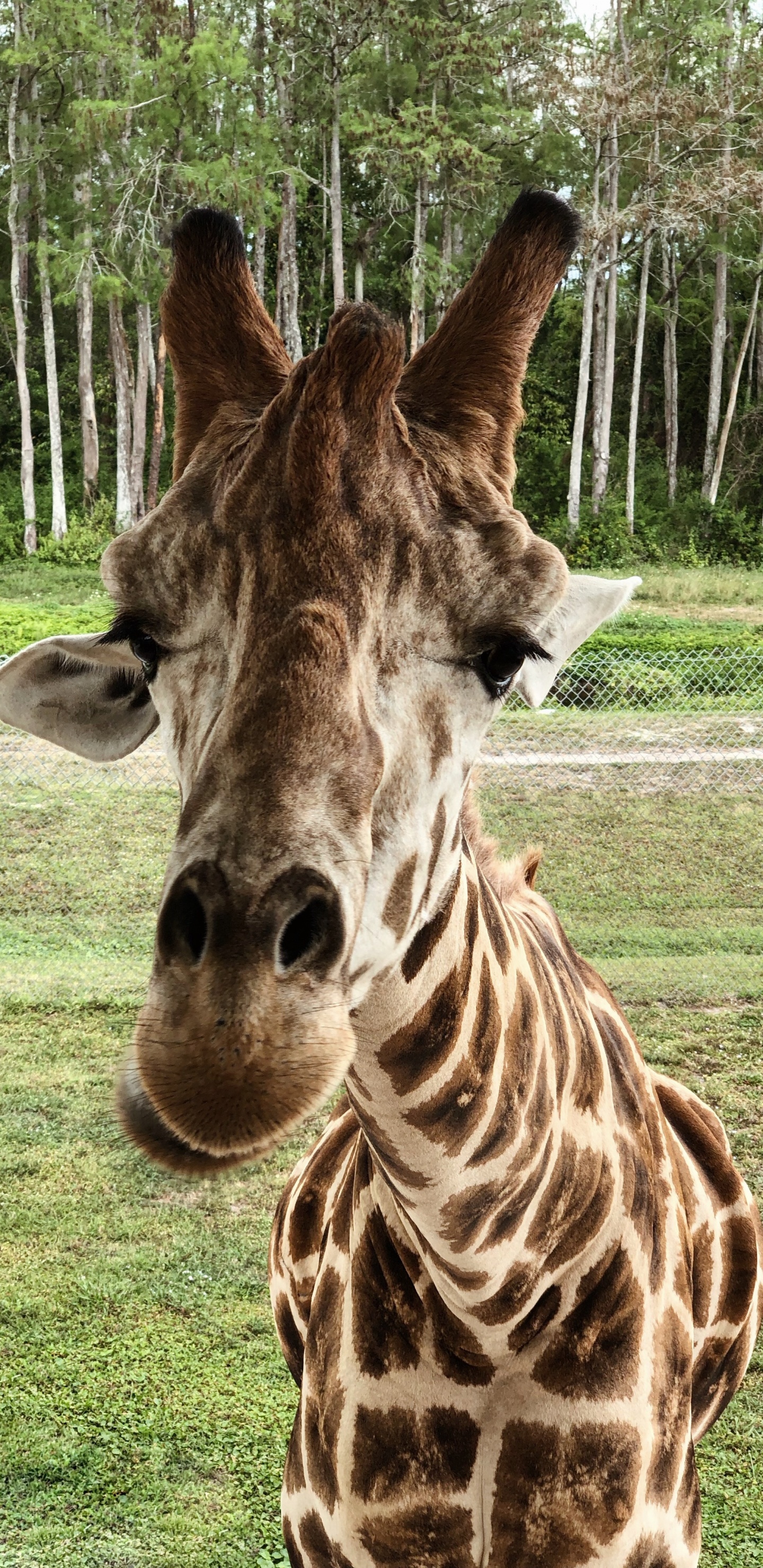 Giraffe, Los Animales Terrestres, Ciencia, Biología, Naturaleza. Wallpaper in 1440x2960 Resolution