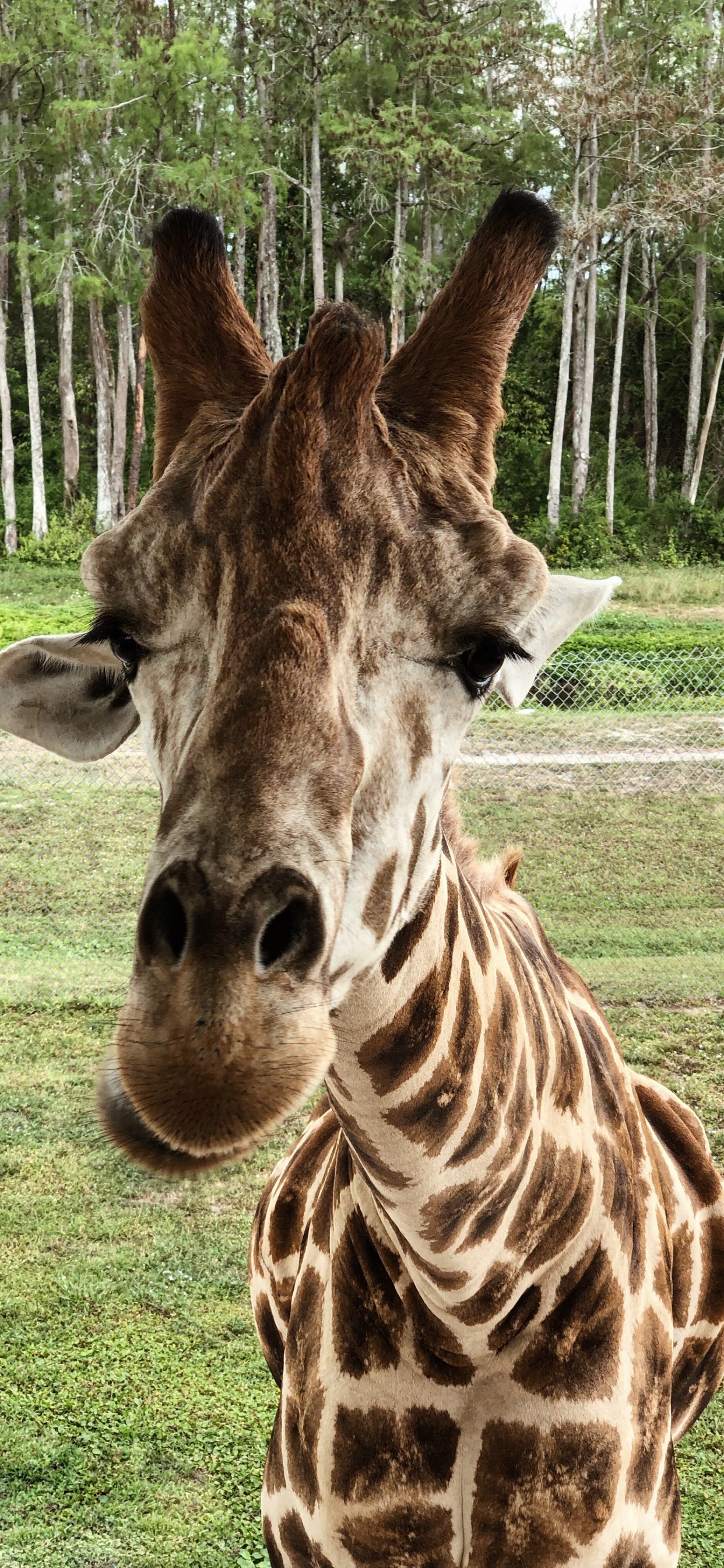 Giraffe, Terrestrial Animal, Science, Biology, Nature. Wallpaper in 1242x2688 Resolution