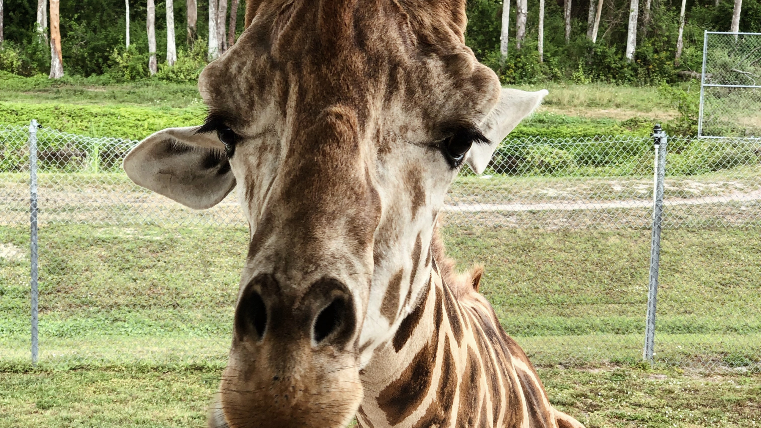 Giraffe, Terrestrial Animal, Science, Biology, Nature. Wallpaper in 2560x1440 Resolution