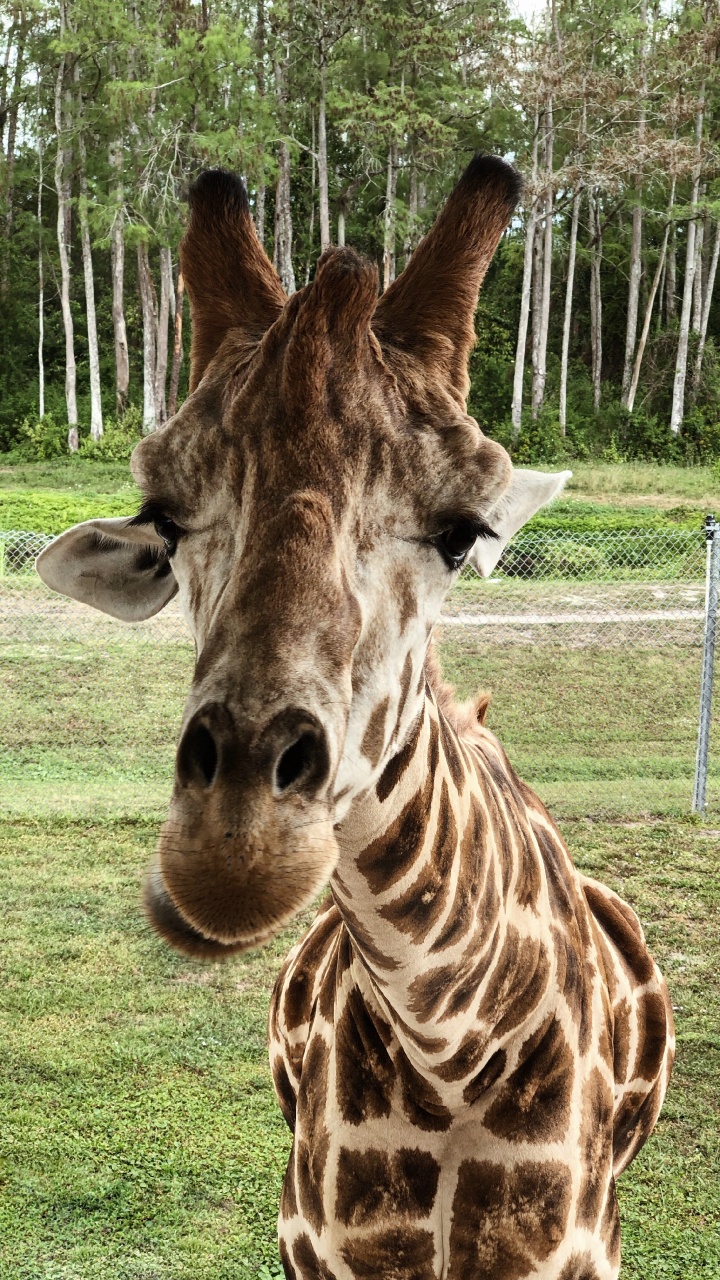 Giraffe, Terrestrial Animal, Science, Biology, Nature. Wallpaper in 720x1280 Resolution