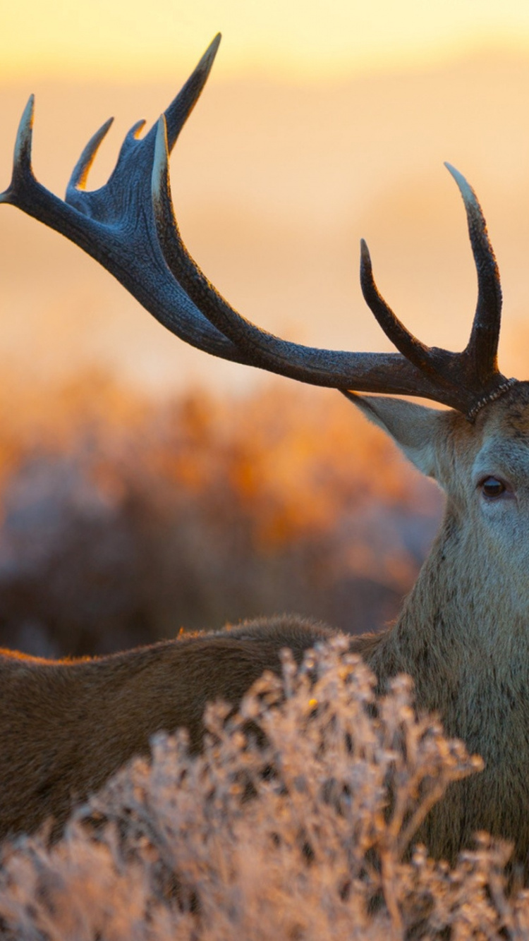 Ciervo Marrón Sobre Pasto Marrón Durante el Día. Wallpaper in 750x1334 Resolution