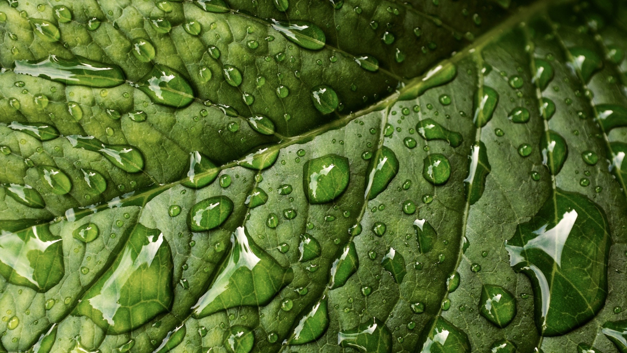 Gotas de Agua en la Hoja Verde. Wallpaper in 1280x720 Resolution
