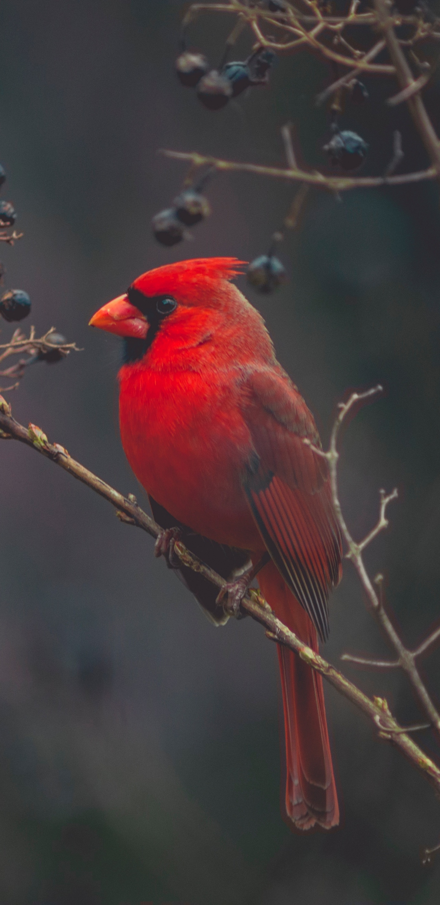 Roter Kardinalvogel Thront Tagsüber Auf Einem Braunen Ast. Wallpaper in 1440x2960 Resolution