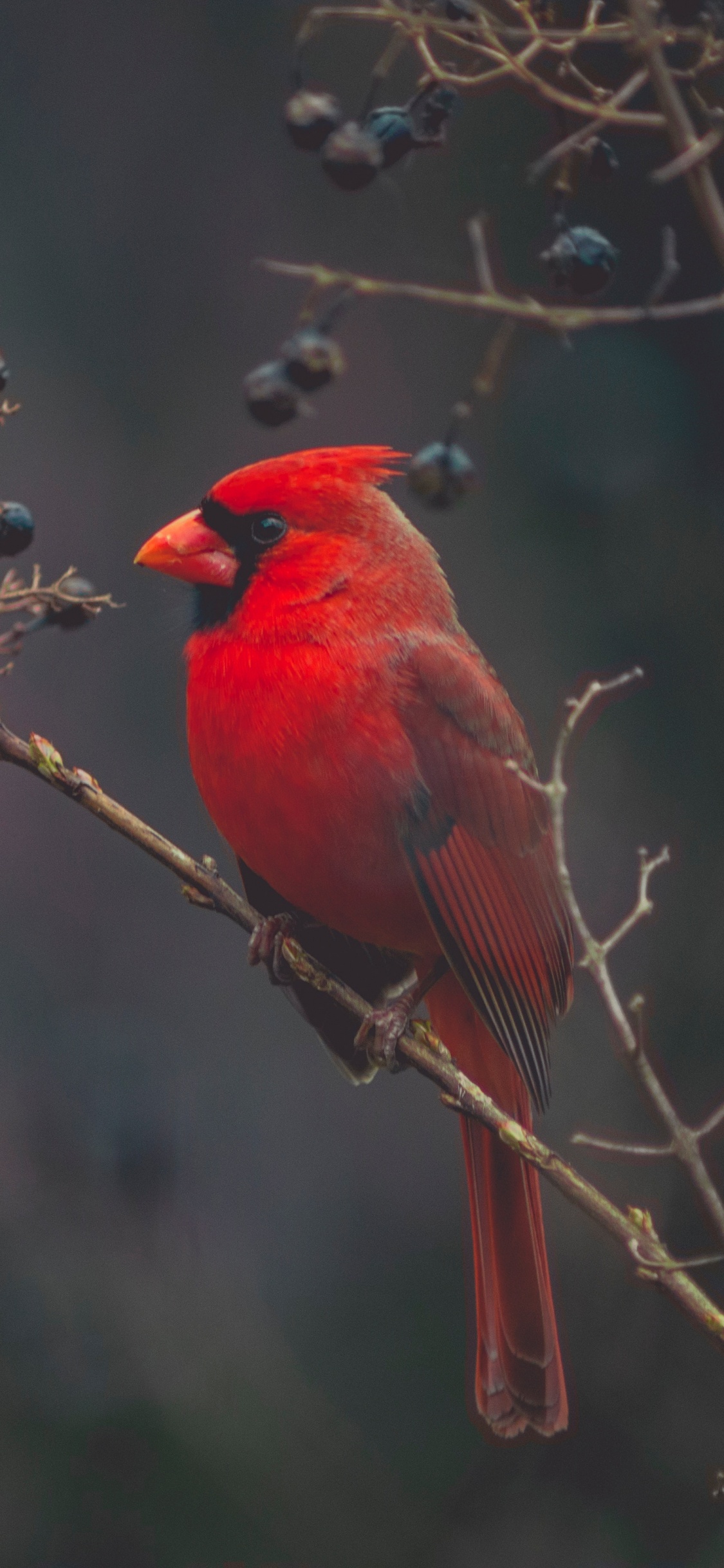 Pájaro Cardenal Rojo Posado en la Rama de un Árbol Marrón Durante el Día. Wallpaper in 1125x2436 Resolution