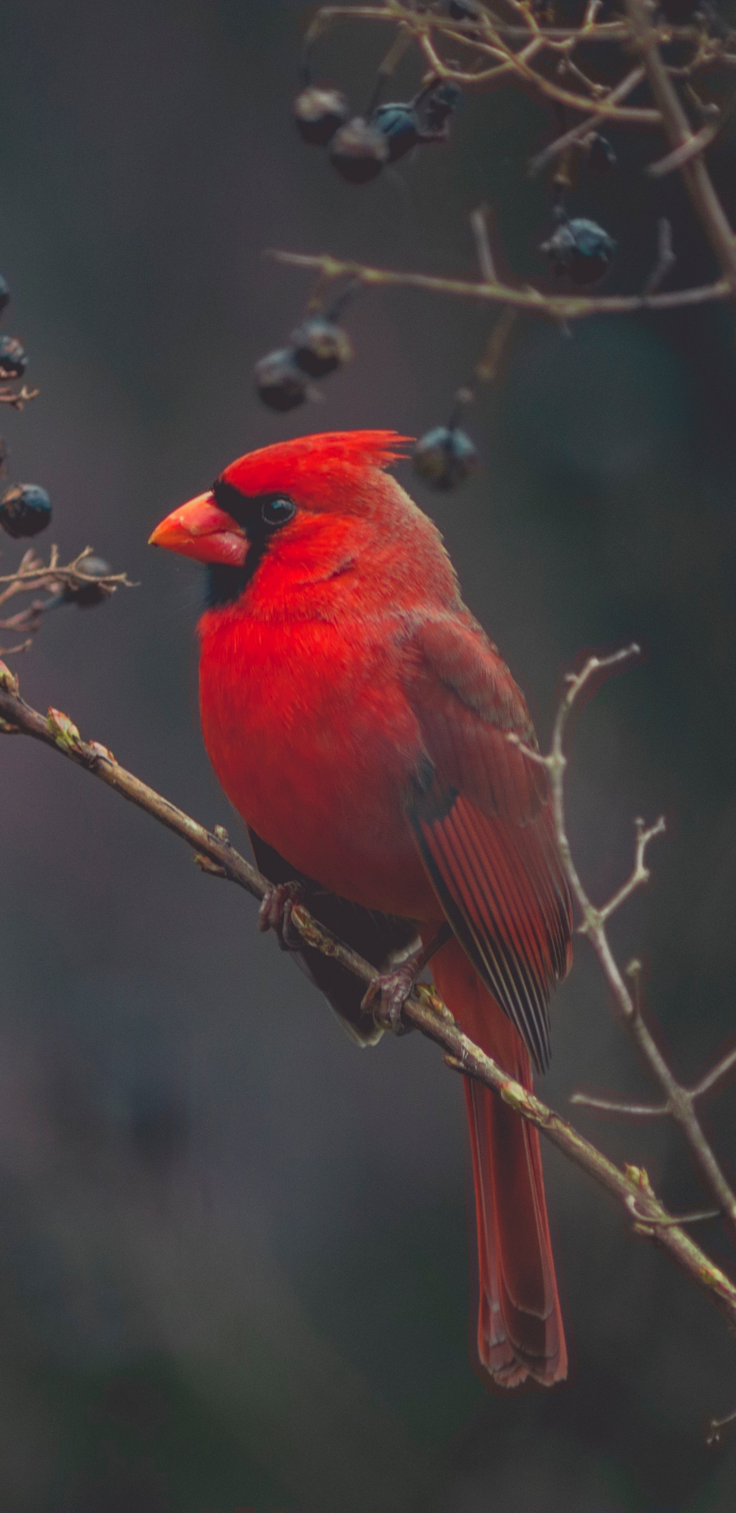 Oiseau Cardinal Rouge Perché Sur Une Branche D'arbre Brun Pendant la Journée. Wallpaper in 1440x2960 Resolution