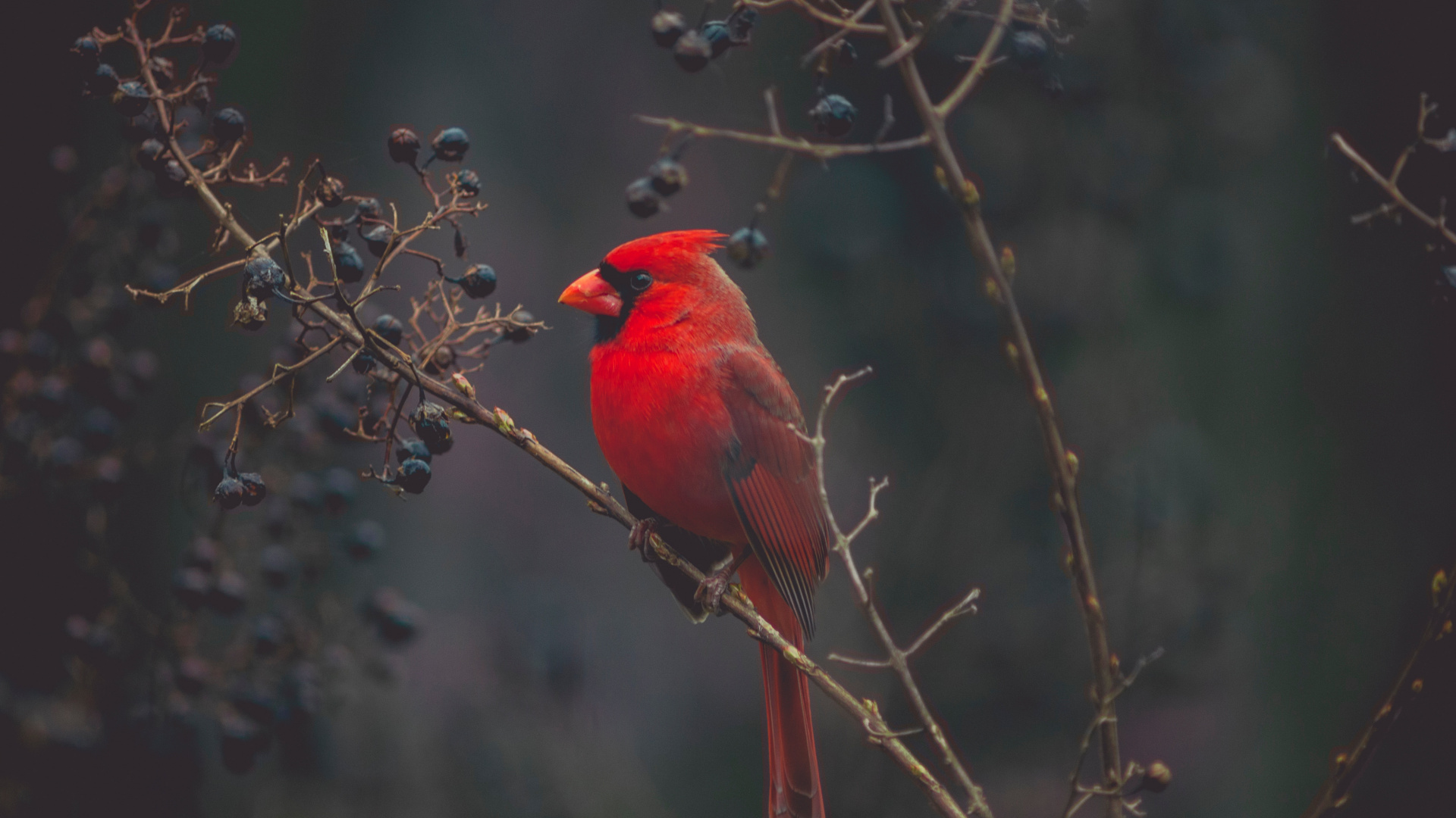 Oiseau Cardinal Rouge Perché Sur Une Branche D'arbre Brun Pendant la Journée. Wallpaper in 1920x1080 Resolution