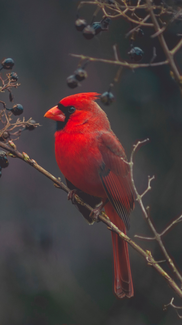 Oiseau Cardinal Rouge Perché Sur Une Branche D'arbre Brun Pendant la Journée. Wallpaper in 750x1334 Resolution
