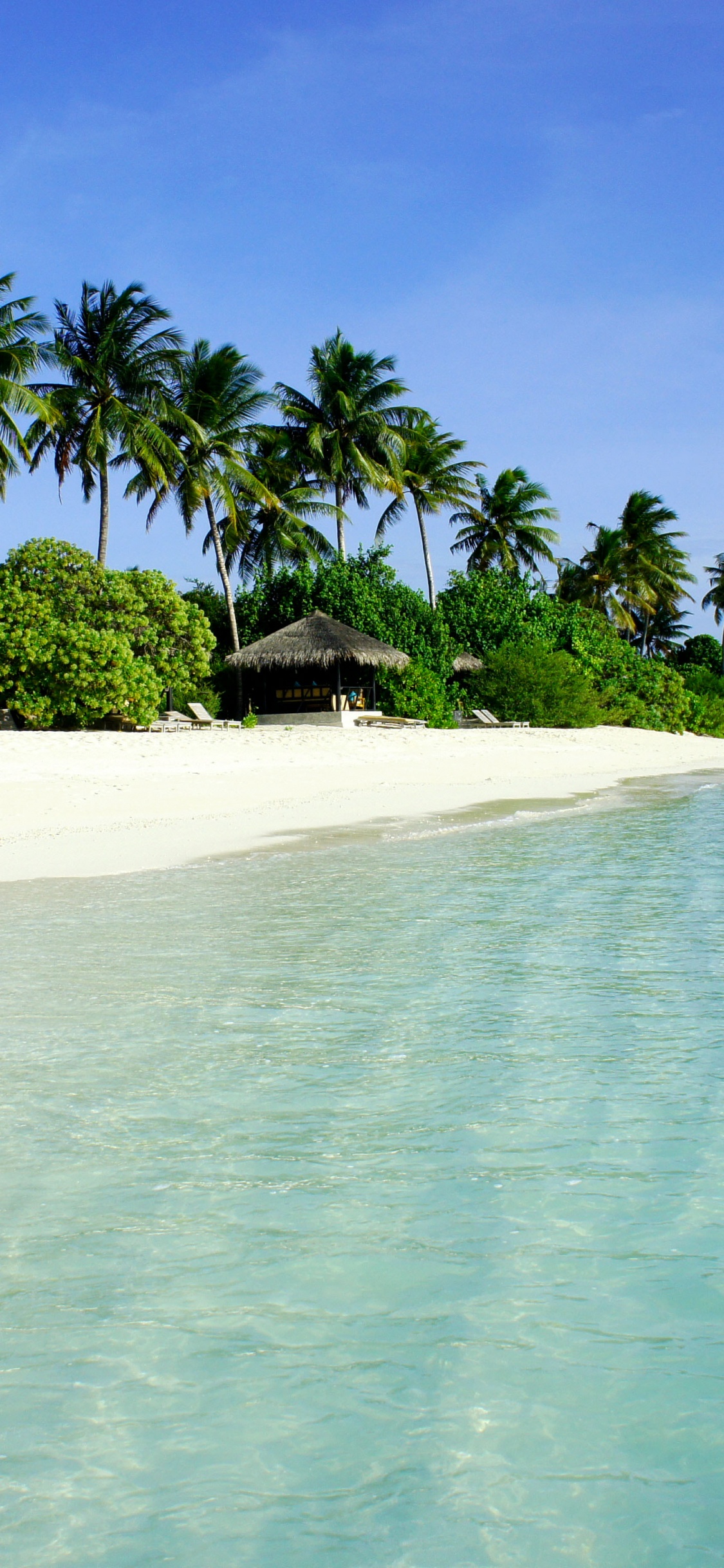 Green Palm Trees on White Sand Beach During Daytime. Wallpaper in 1125x2436 Resolution