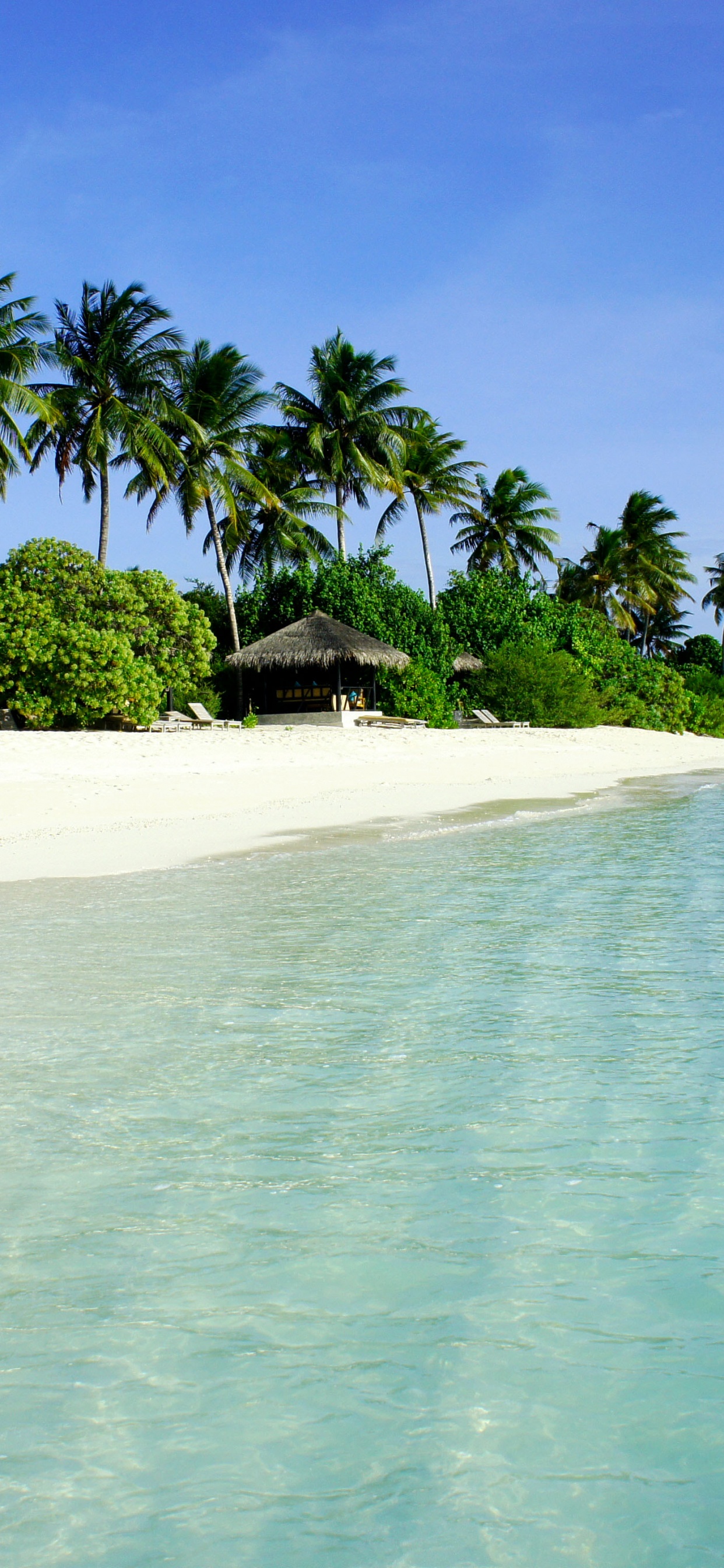 Green Palm Trees on White Sand Beach During Daytime. Wallpaper in 1242x2688 Resolution