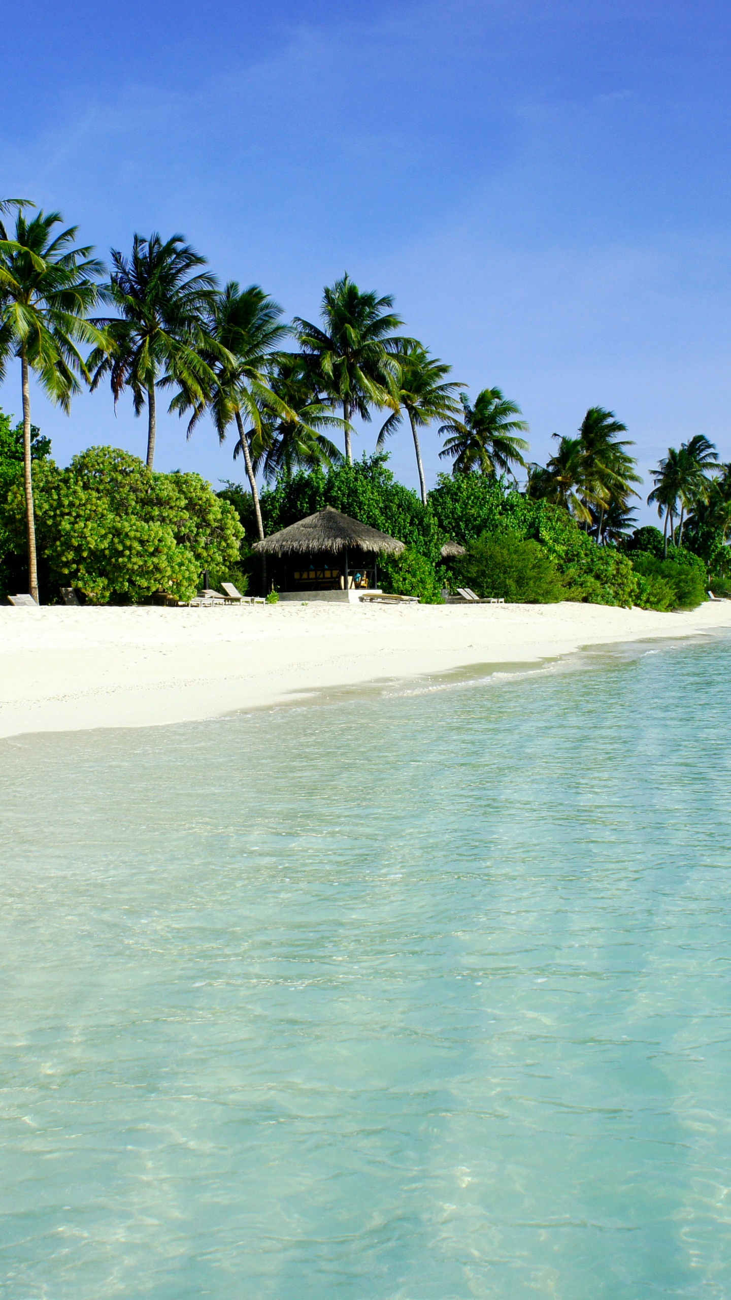 Palmiers Verts Sur la Plage de Sable Blanc Pendant la Journée. Wallpaper in 1440x2560 Resolution