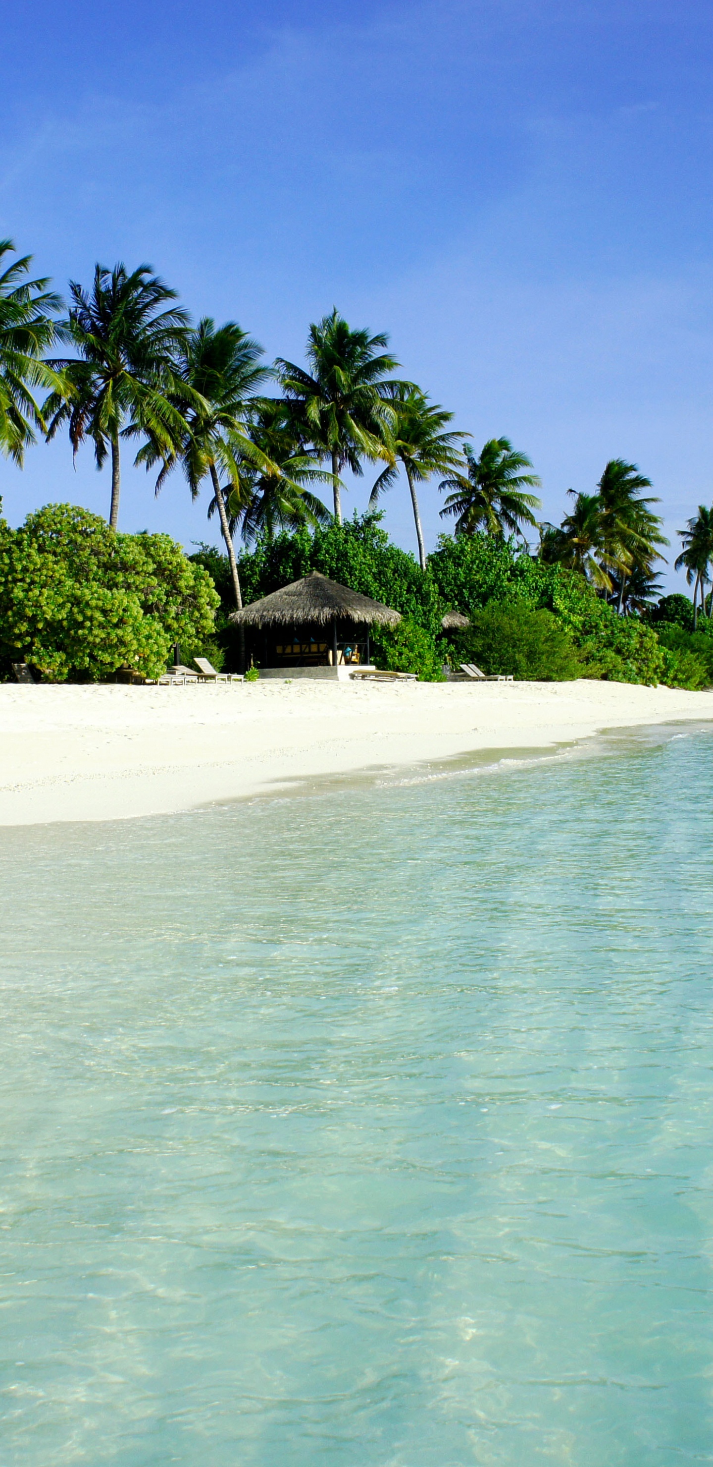 Palmeras Verdes en la Playa de Arena Blanca Durante el Día. Wallpaper in 1440x2960 Resolution