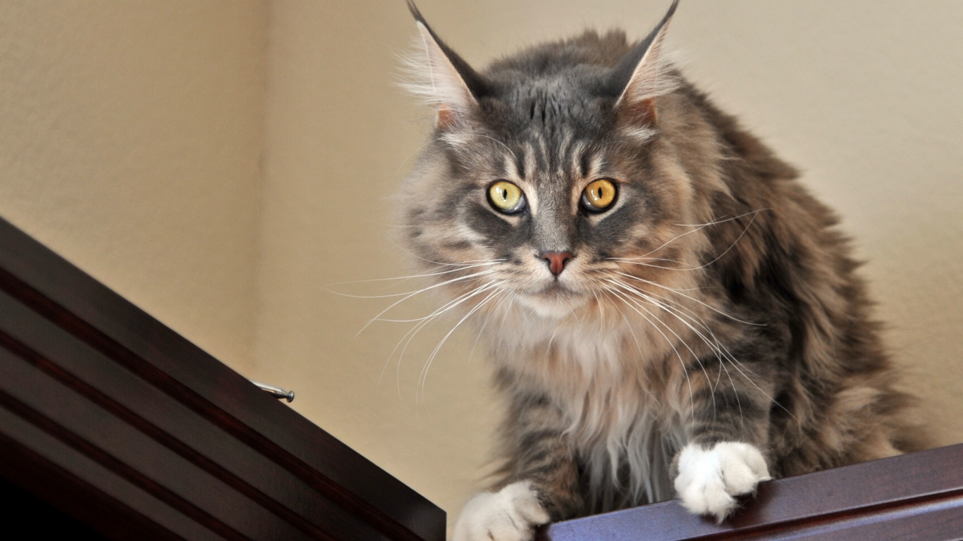 Gato Marrón y Negro en la Mesa Blanca. Wallpaper in 1366x768 Resolution