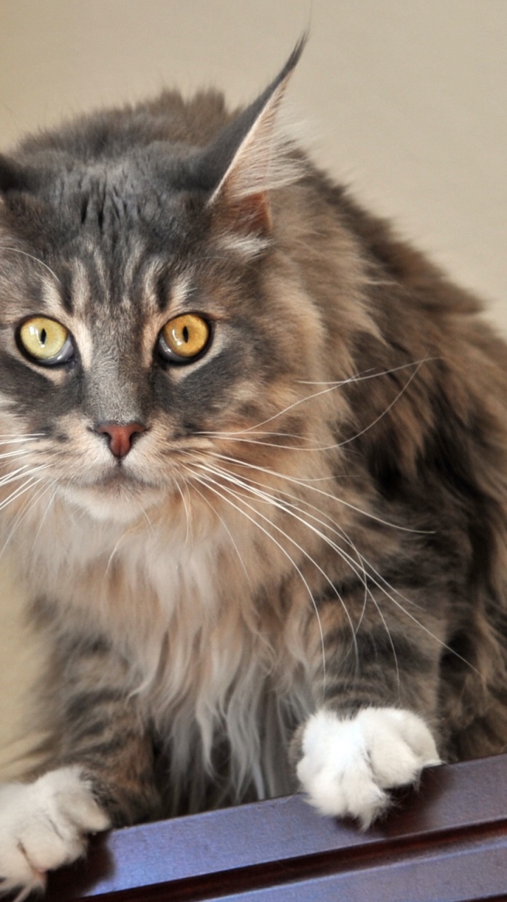 Gato Marrón y Negro en la Mesa Blanca. Wallpaper in 720x1280 Resolution