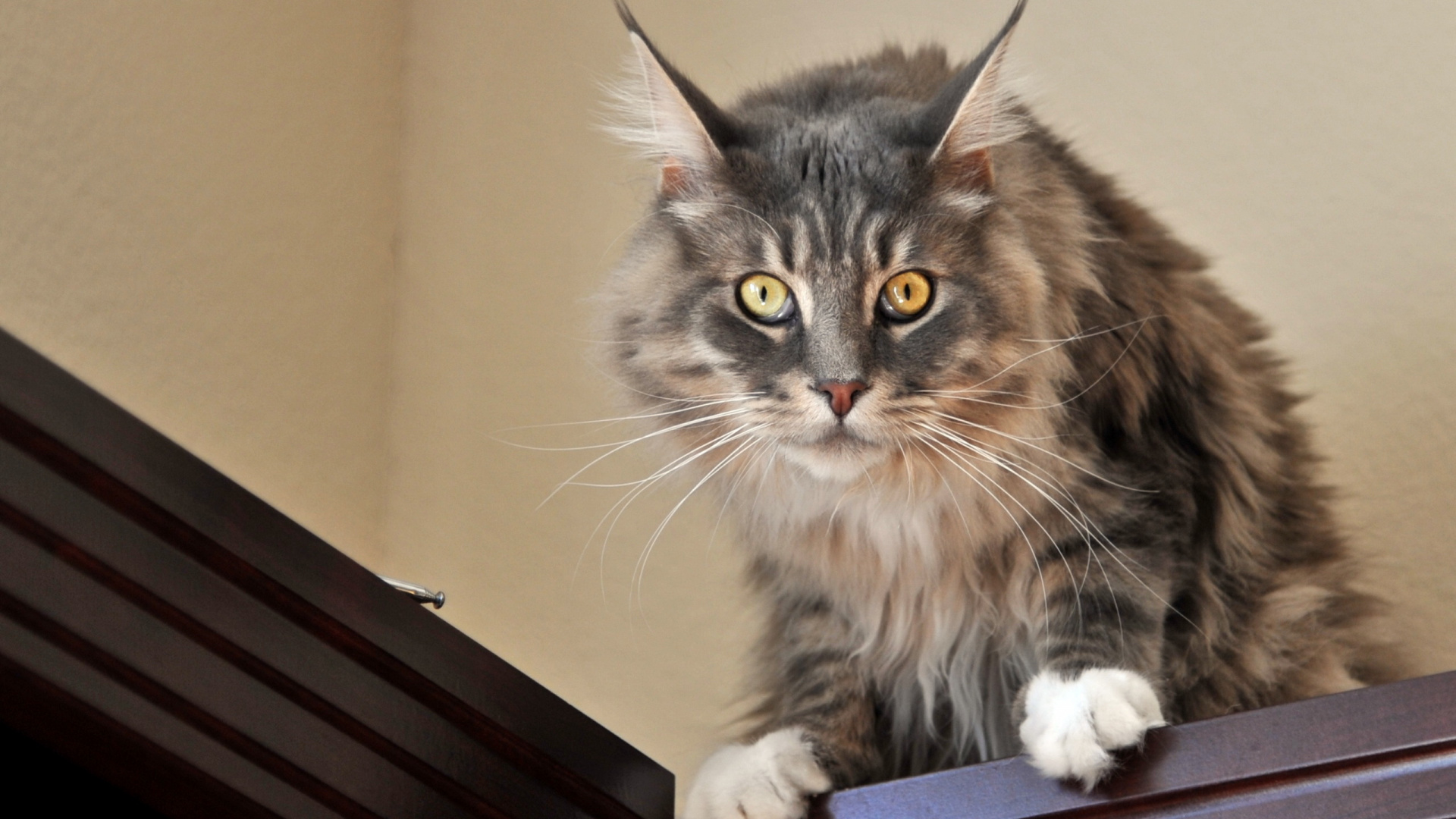 小猫, 缅因, 挪威森林猫, 猫科, 动植物 壁纸 1920x1080 允许